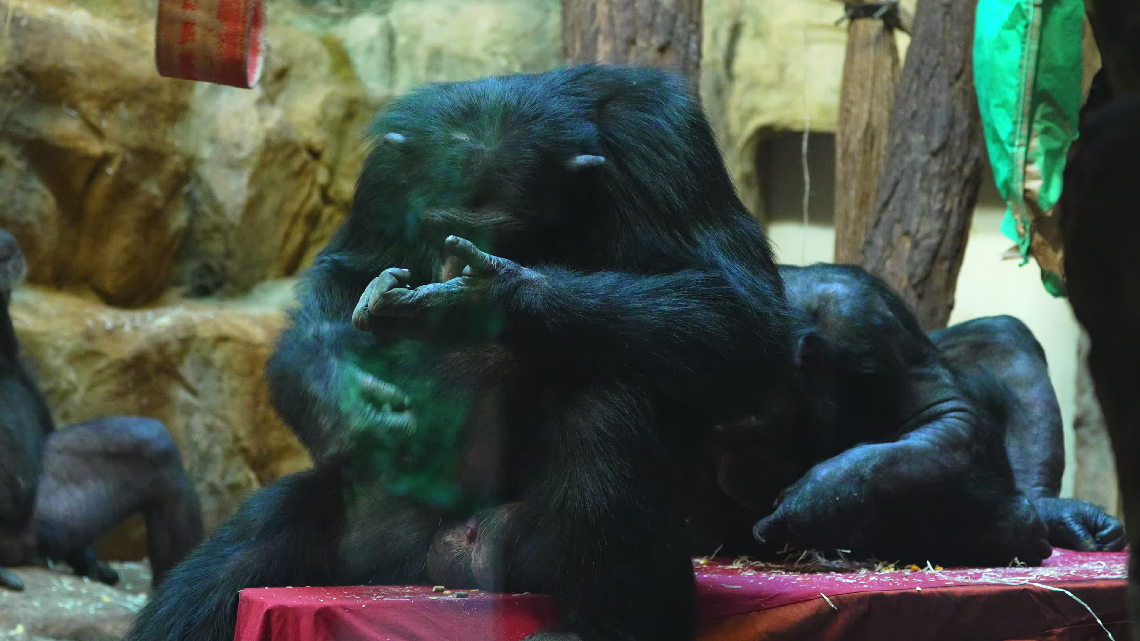 Natively born chimpanzee celebrates 10th birthday in Warsaw Zoo