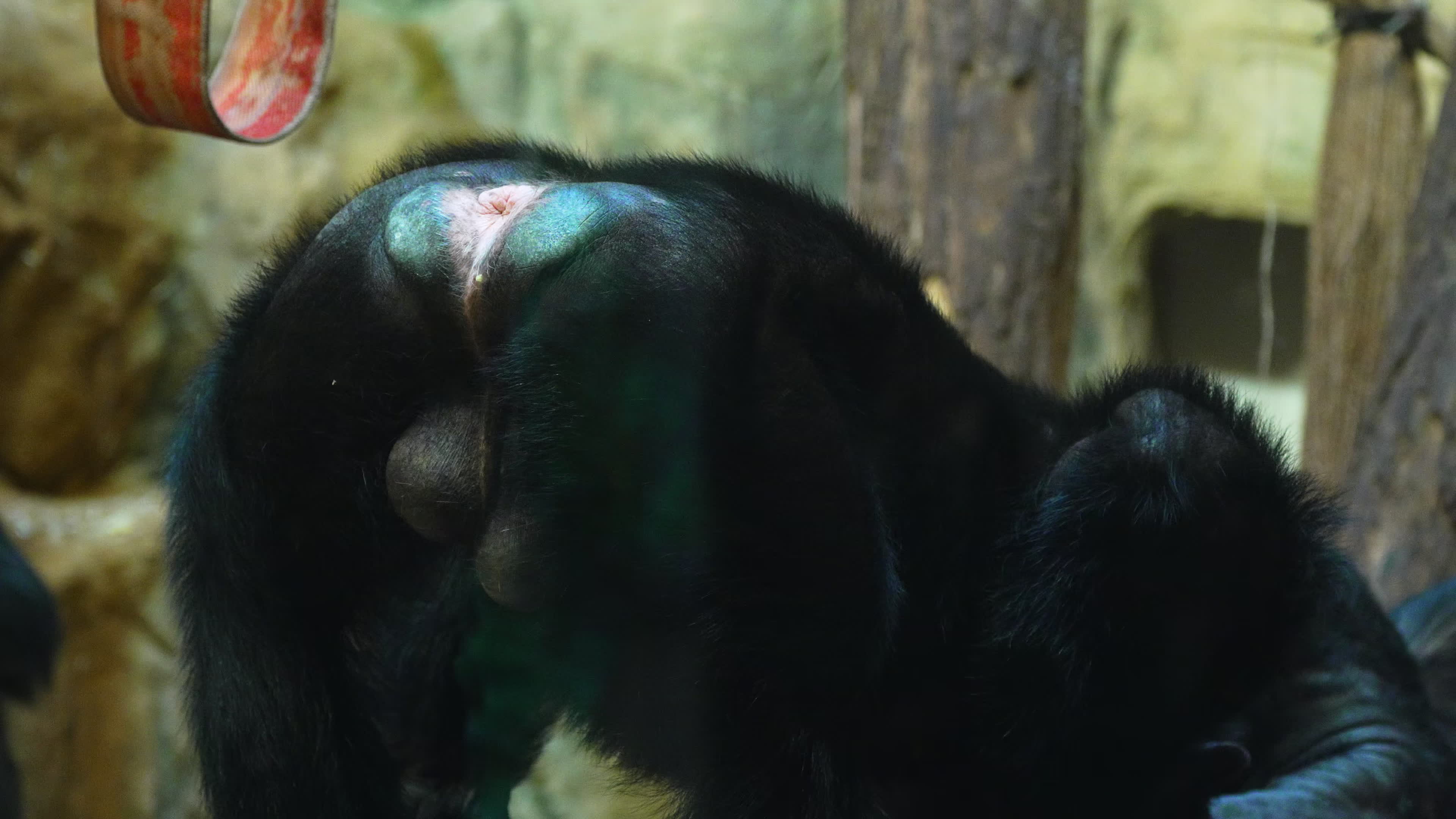 Natively born chimpanzee celebrates 10th birthday in Warsaw Zoo