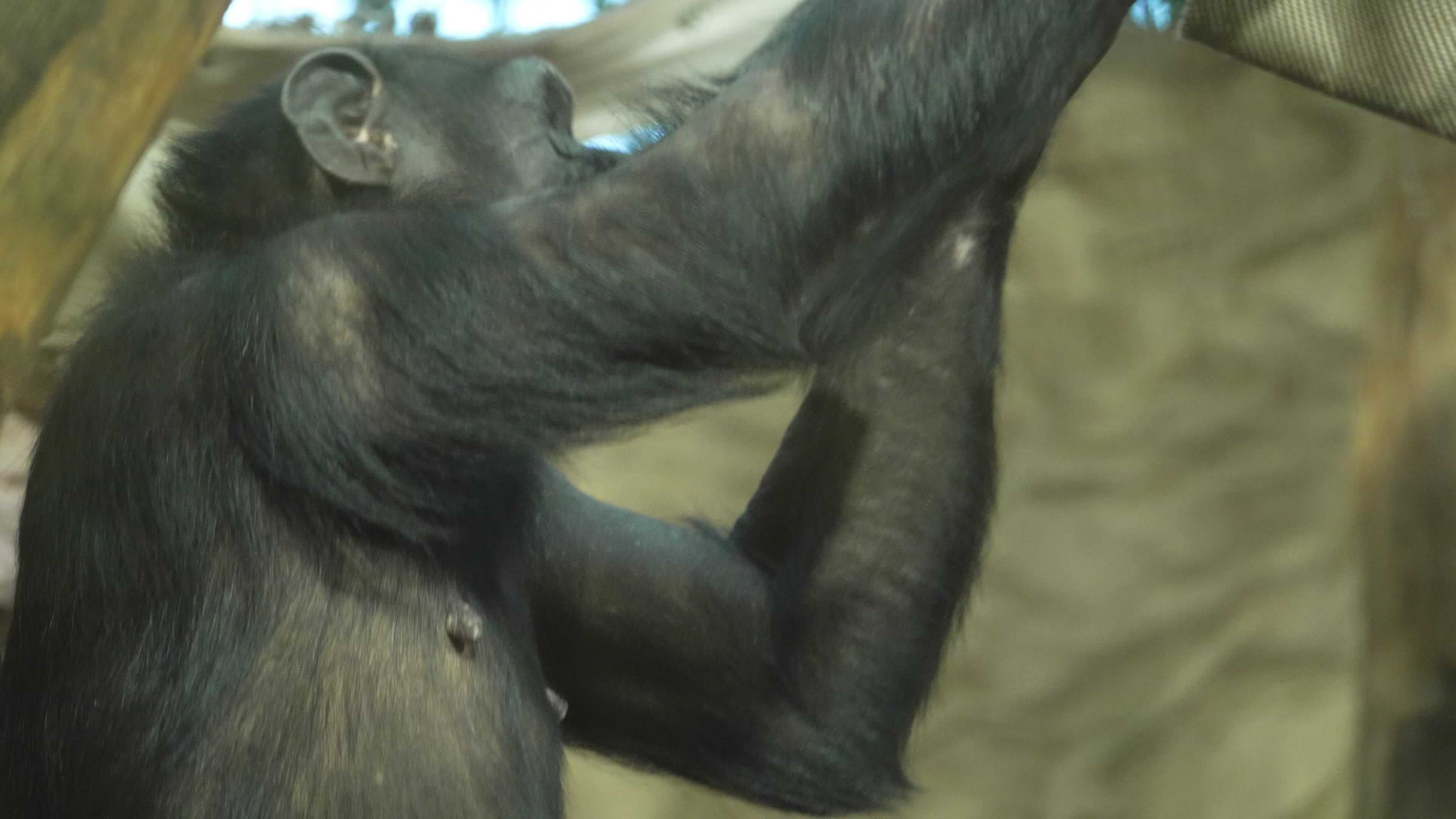 Natively born chimpanzee celebrates 10th birthday in Warsaw Zoo