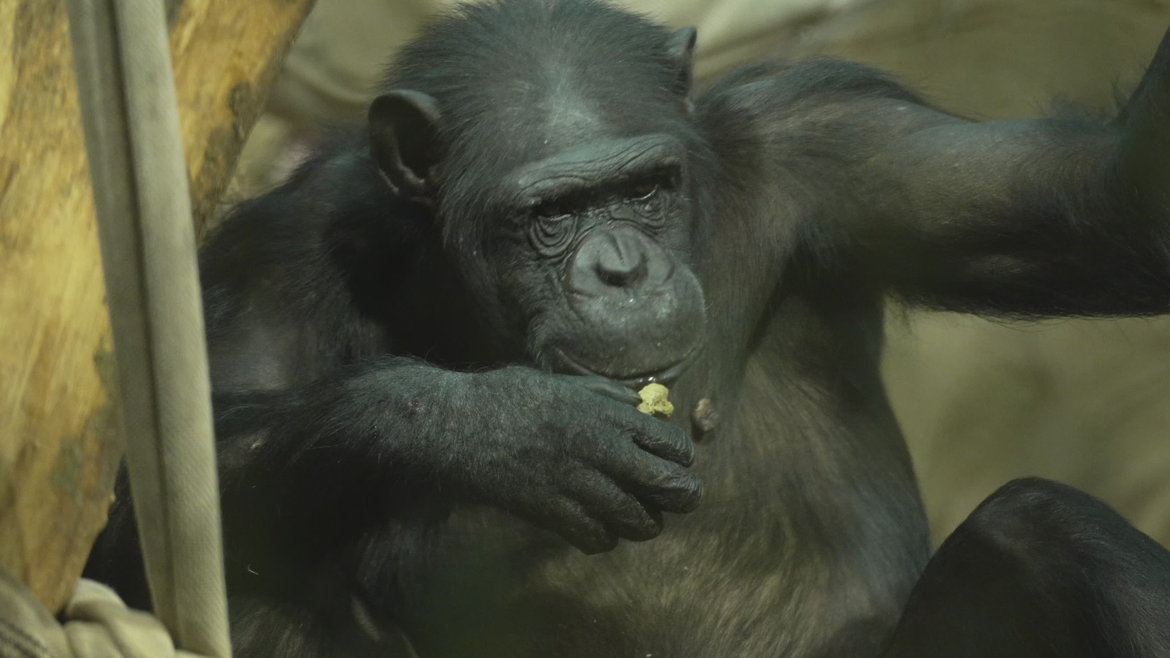 Natively born chimpanzee celebrates 10th birthday in Warsaw Zoo