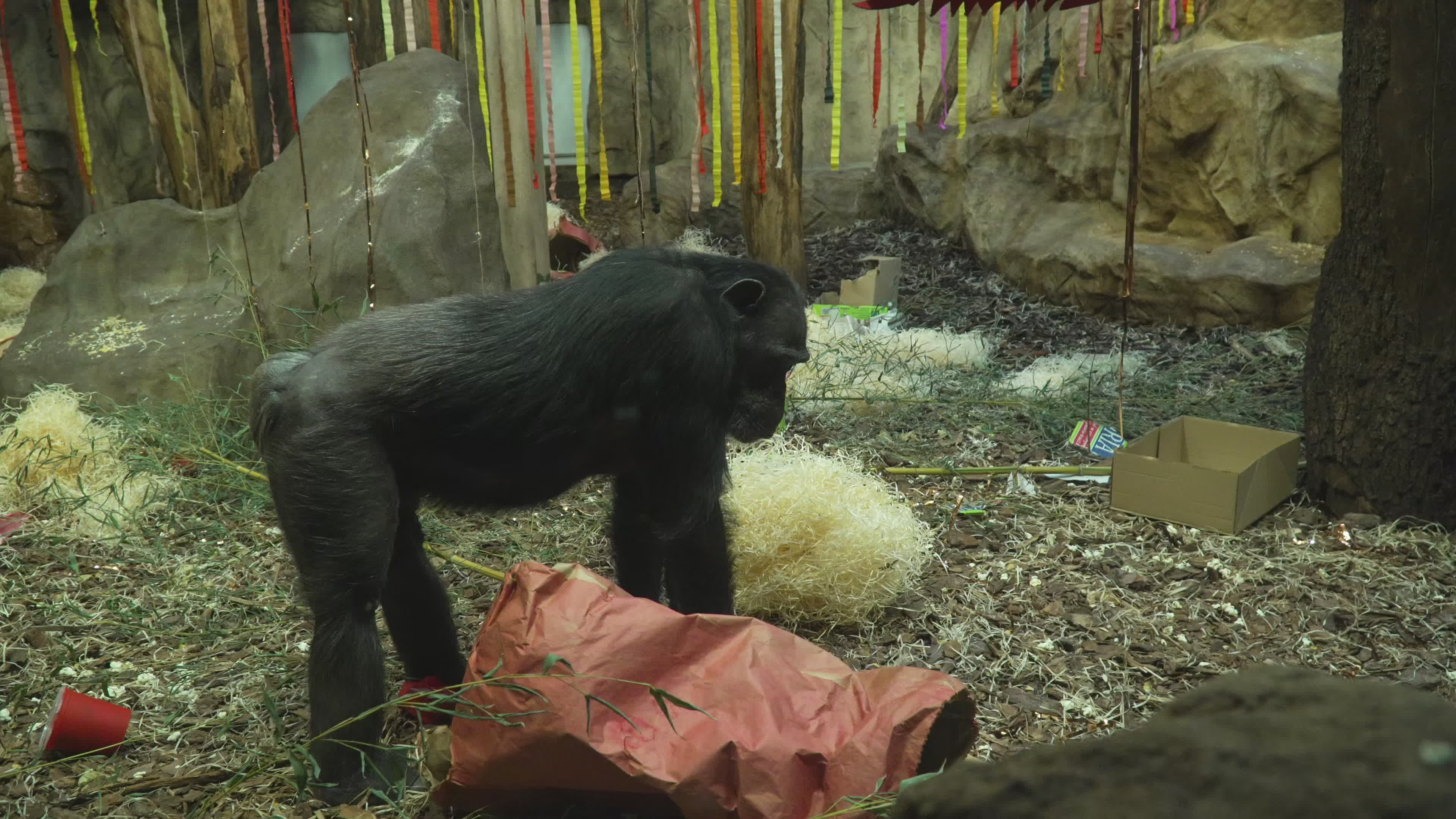 Natively born chimpanzee celebrates 10th birthday in Warsaw Zoo