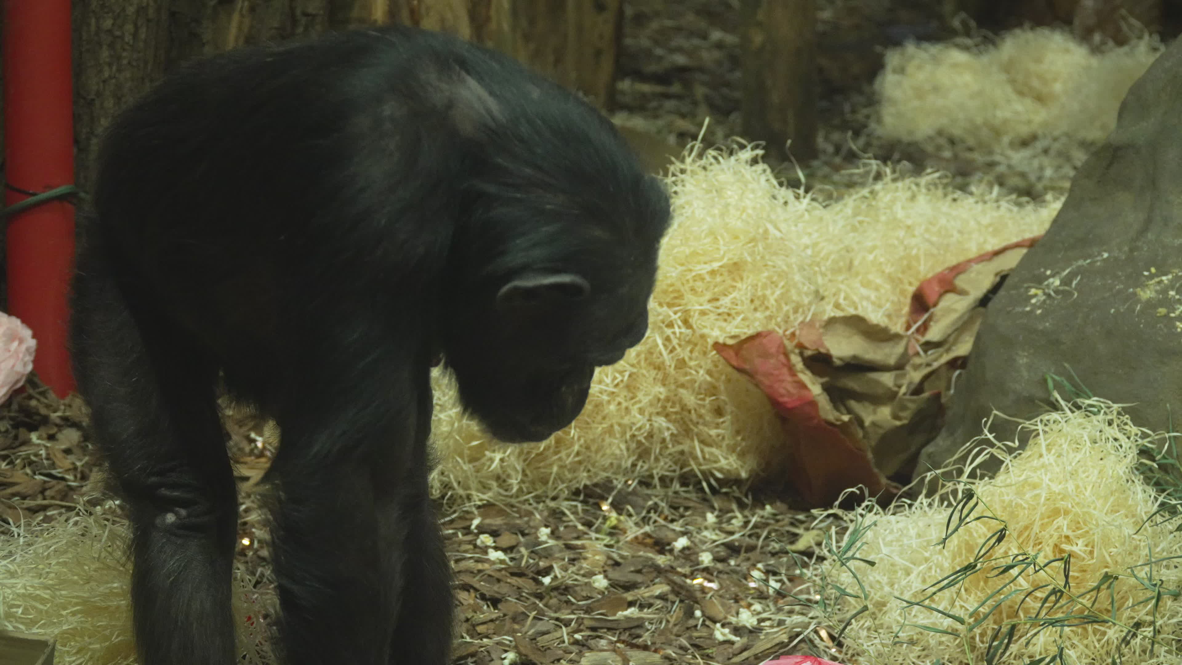 Natively born chimpanzee celebrates 10th birthday in Warsaw Zoo