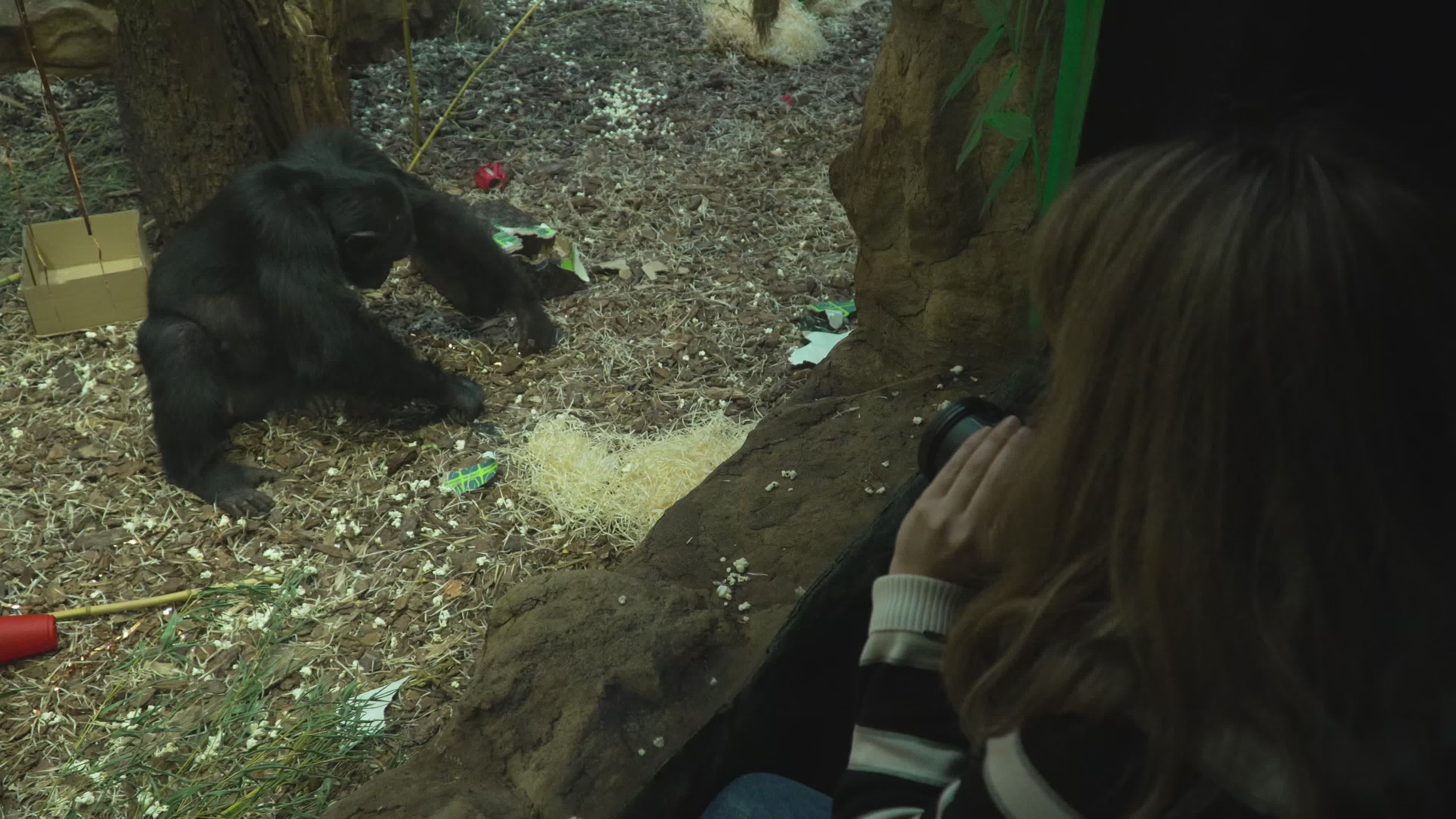 Natively born chimpanzee celebrates 10th birthday in Warsaw Zoo