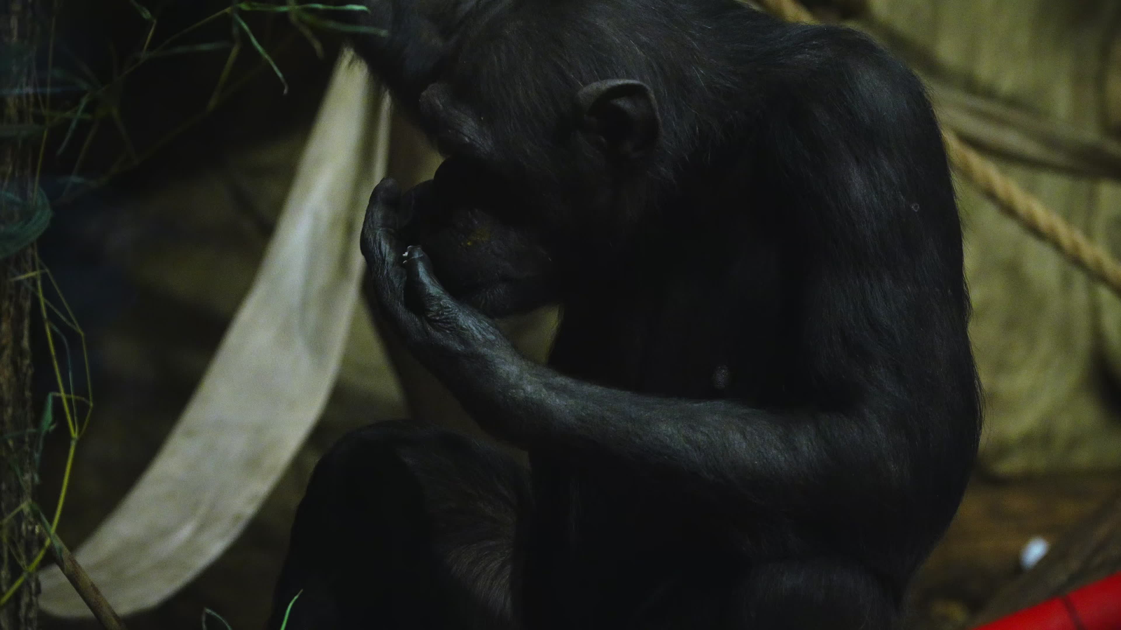 Natively born chimpanzee celebrates 10th birthday in Warsaw Zoo