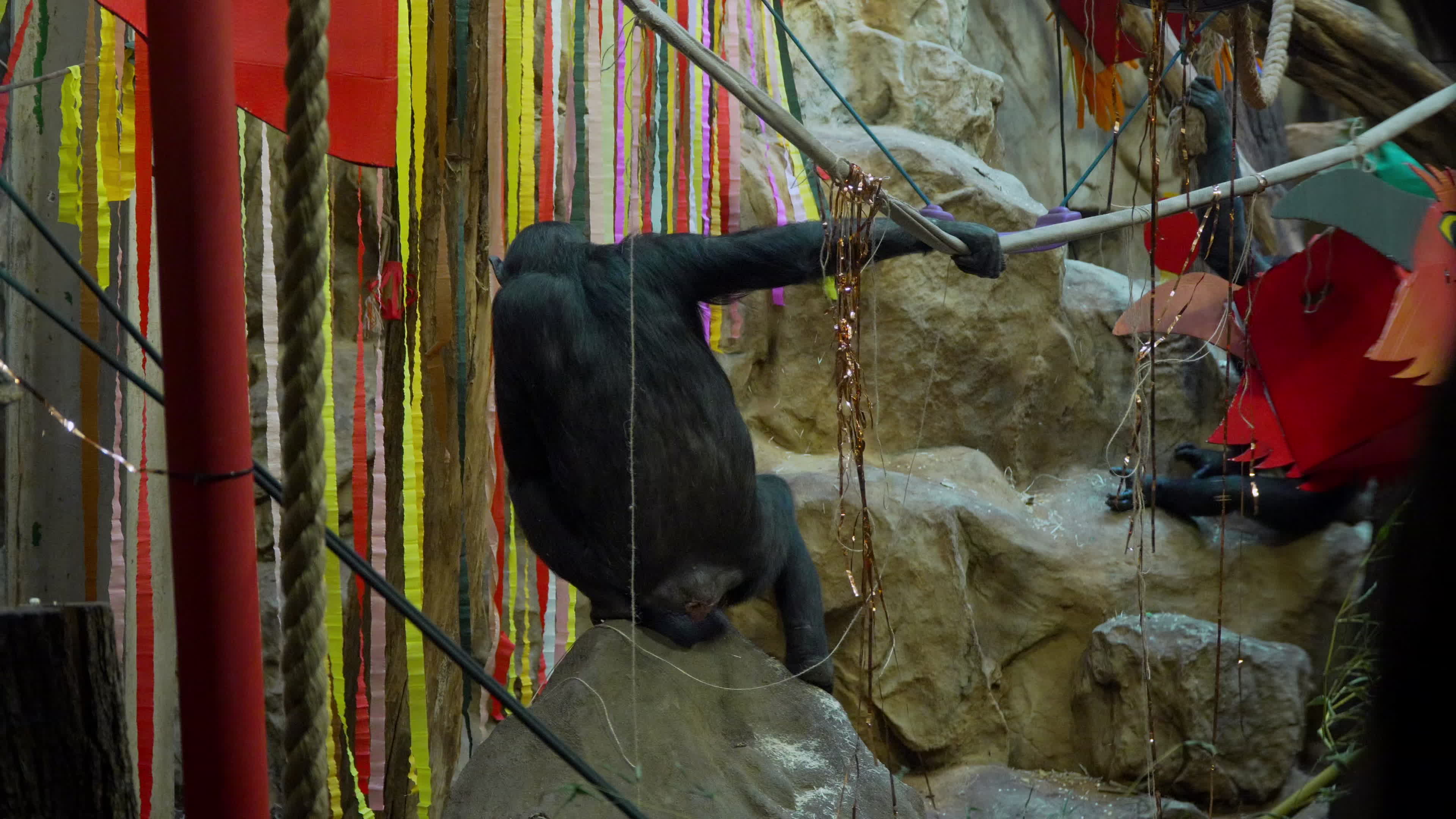 Natively born chimpanzee celebrates 10th birthday in Warsaw Zoo