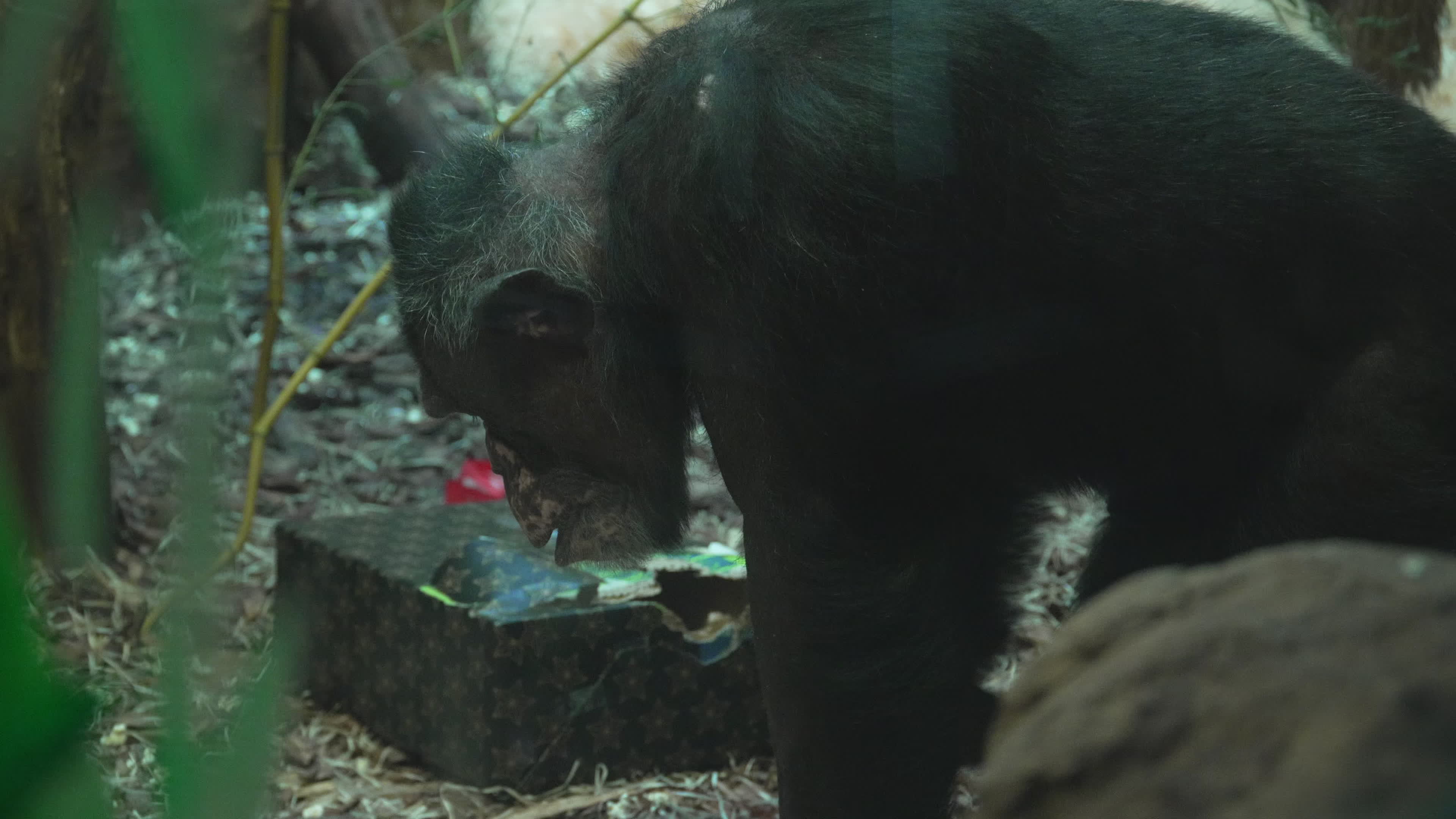 Natively born chimpanzee celebrates 10th birthday in Warsaw Zoo