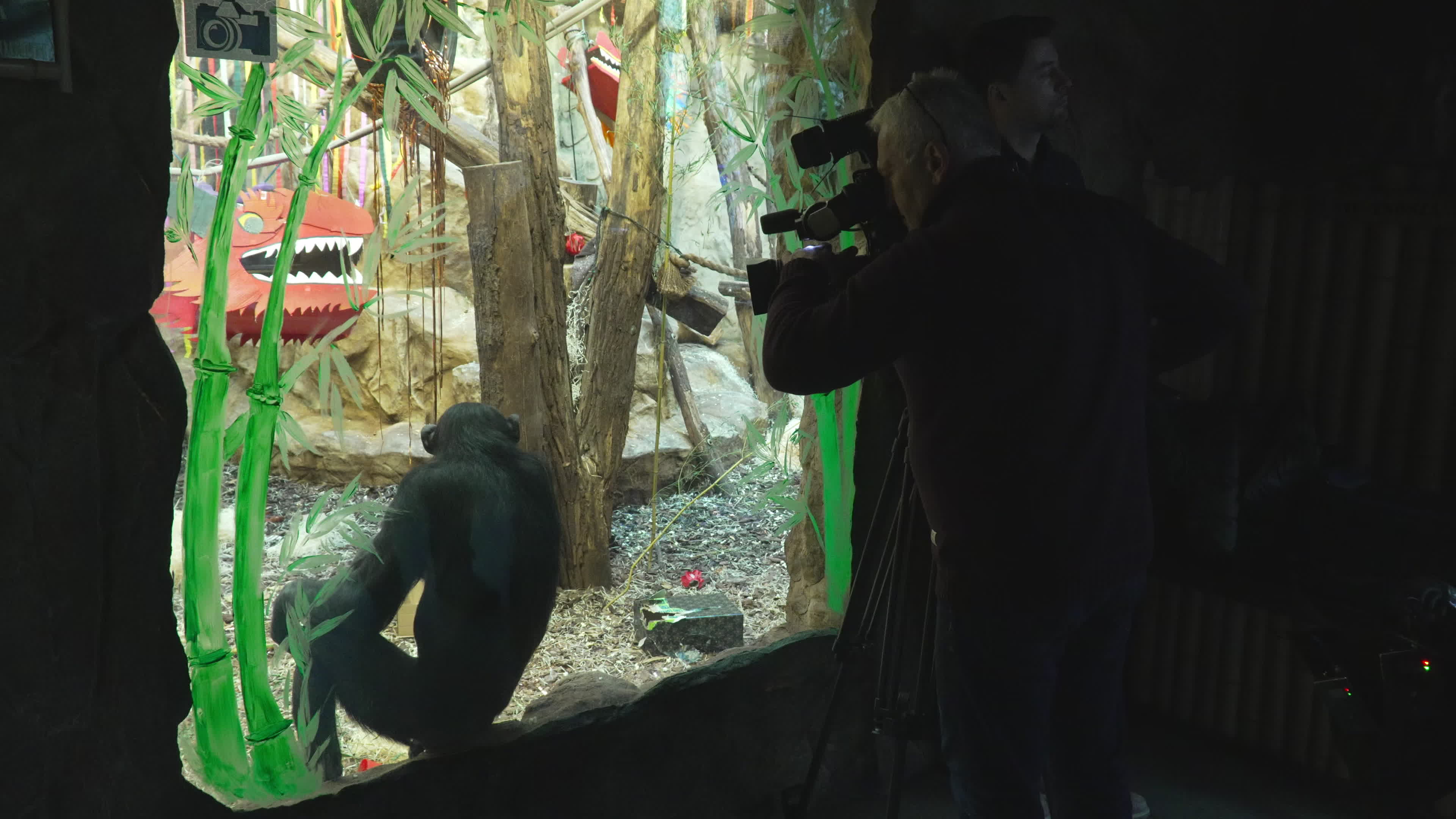 Natively born chimpanzee celebrates 10th birthday in Warsaw Zoo