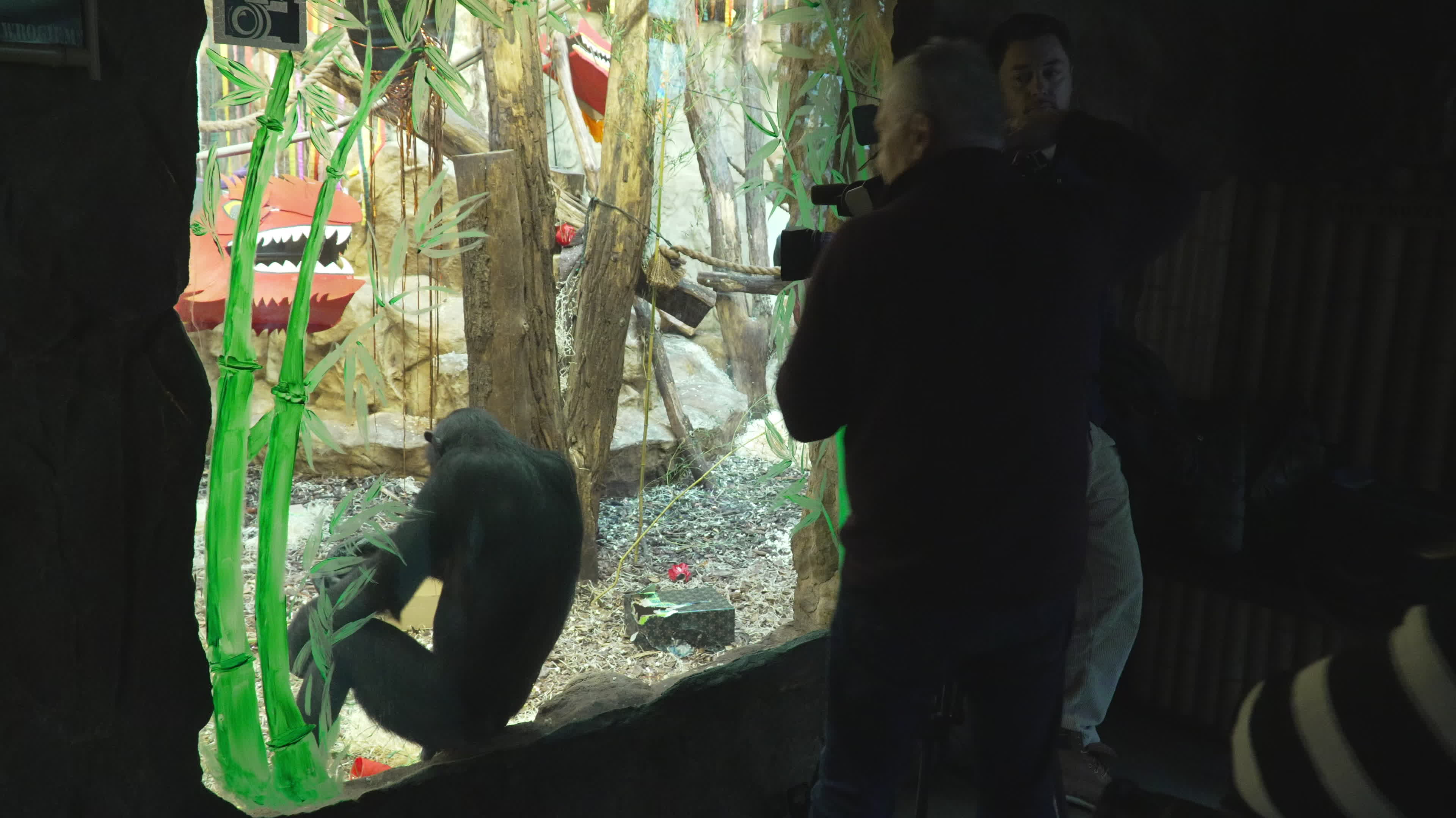 Natively born chimpanzee celebrates 10th birthday in Warsaw Zoo