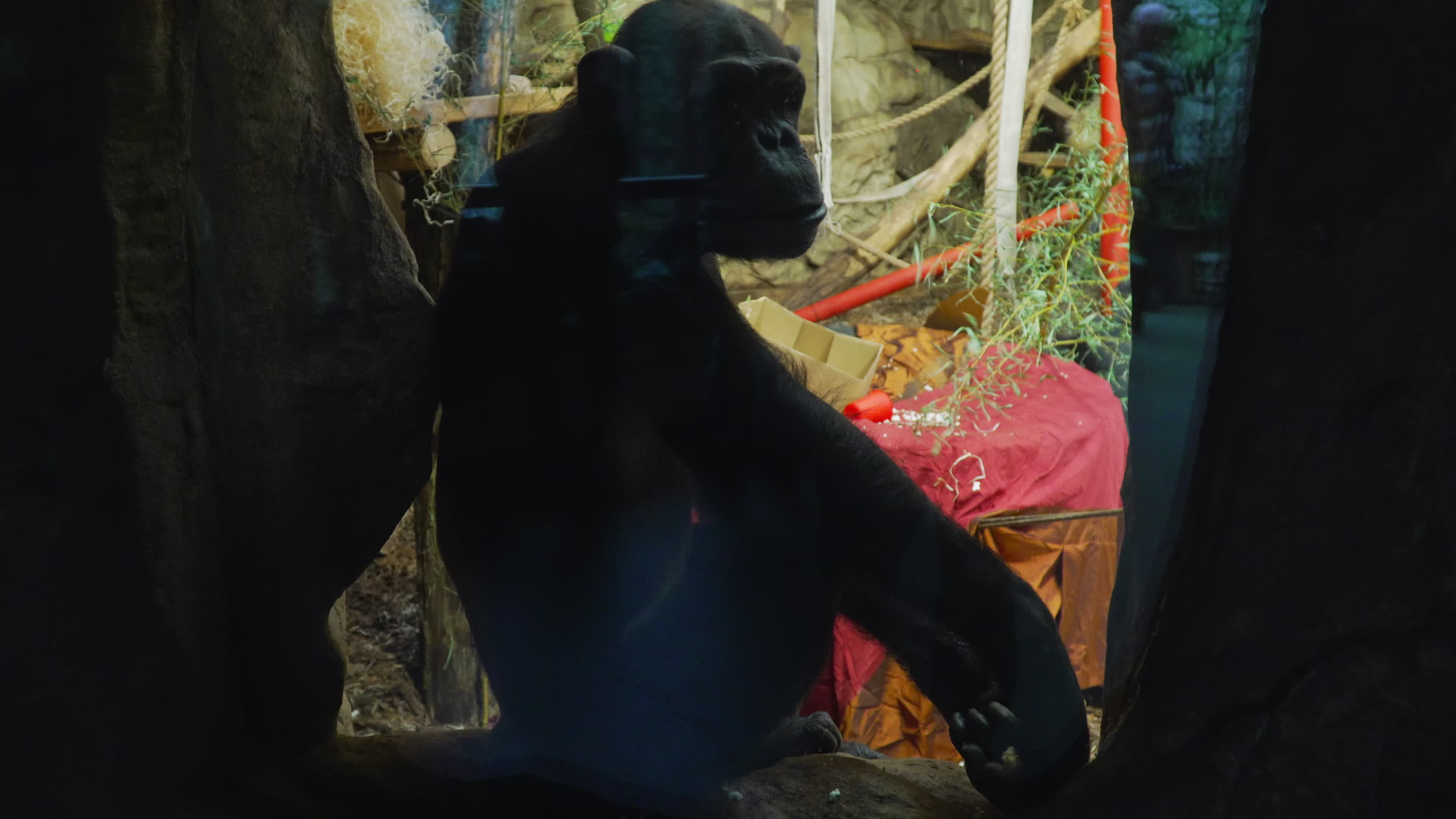 Natively born chimpanzee celebrates 10th birthday in Warsaw Zoo
