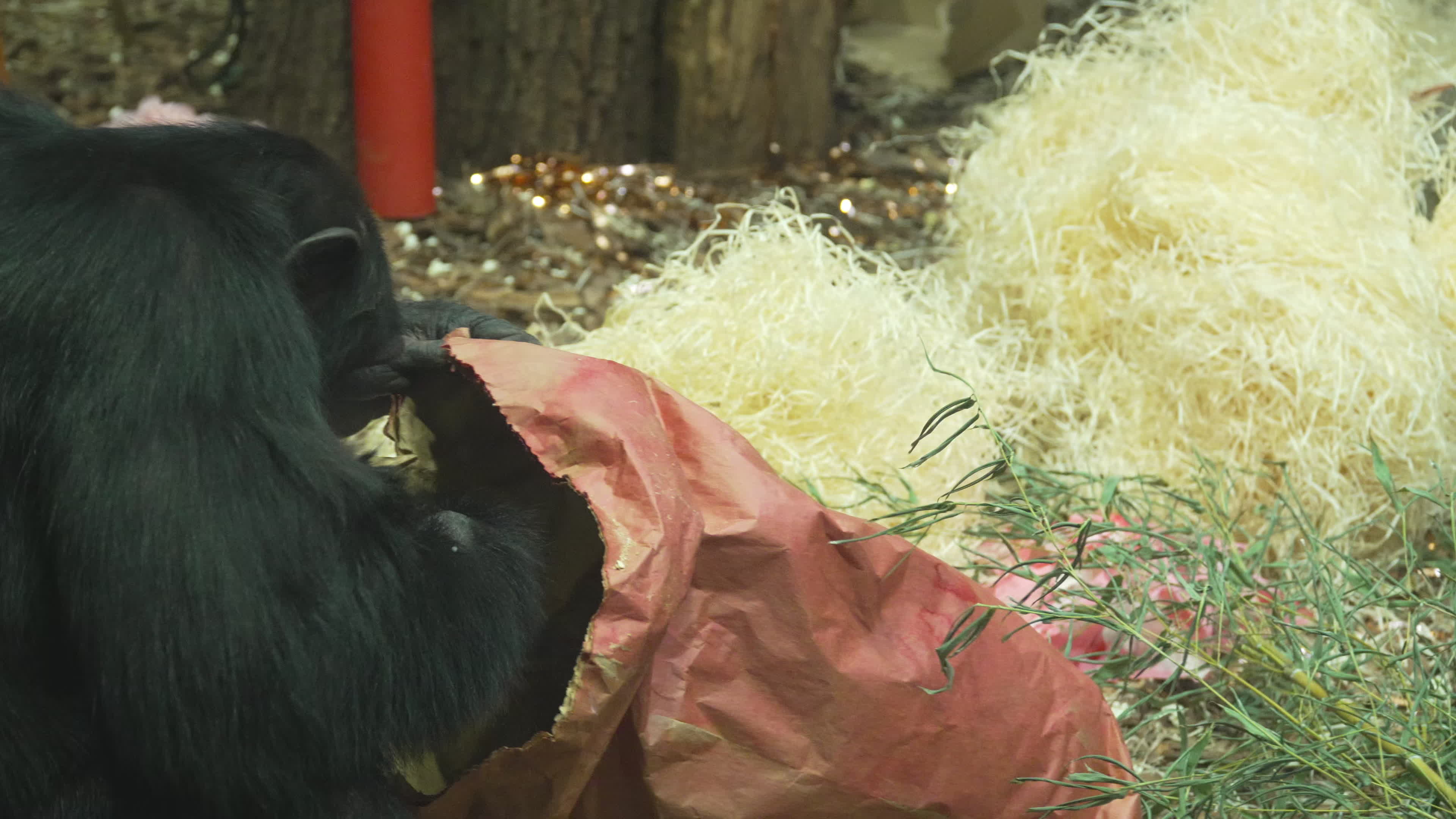Natively born chimpanzee celebrates 10th birthday in Warsaw Zoo
