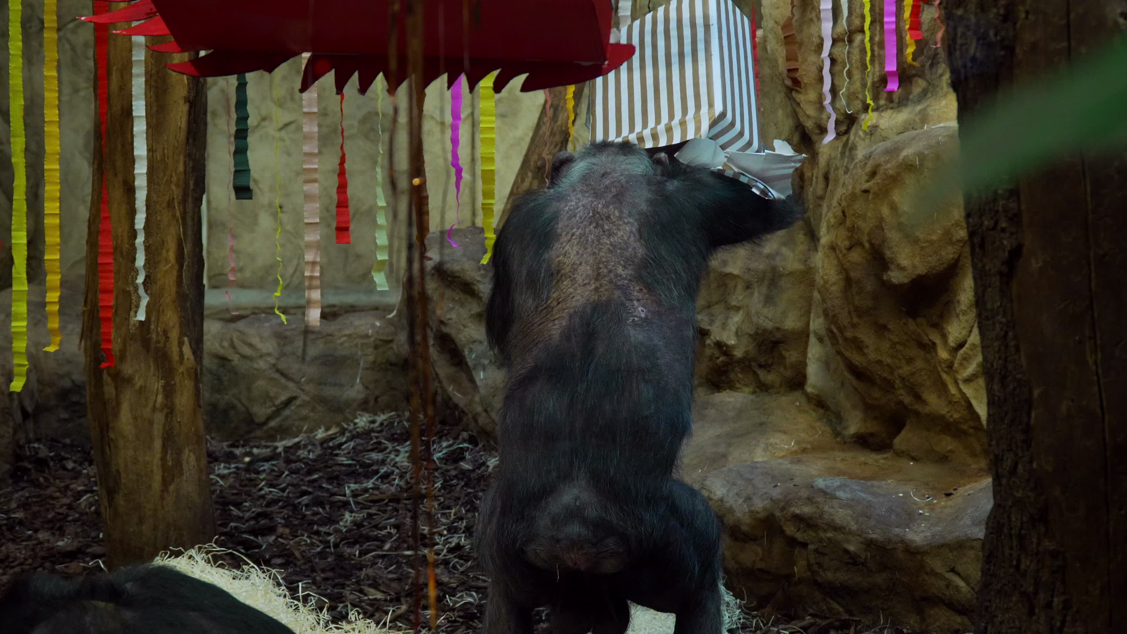 Natively born chimpanzee celebrates 10th birthday in Warsaw Zoo