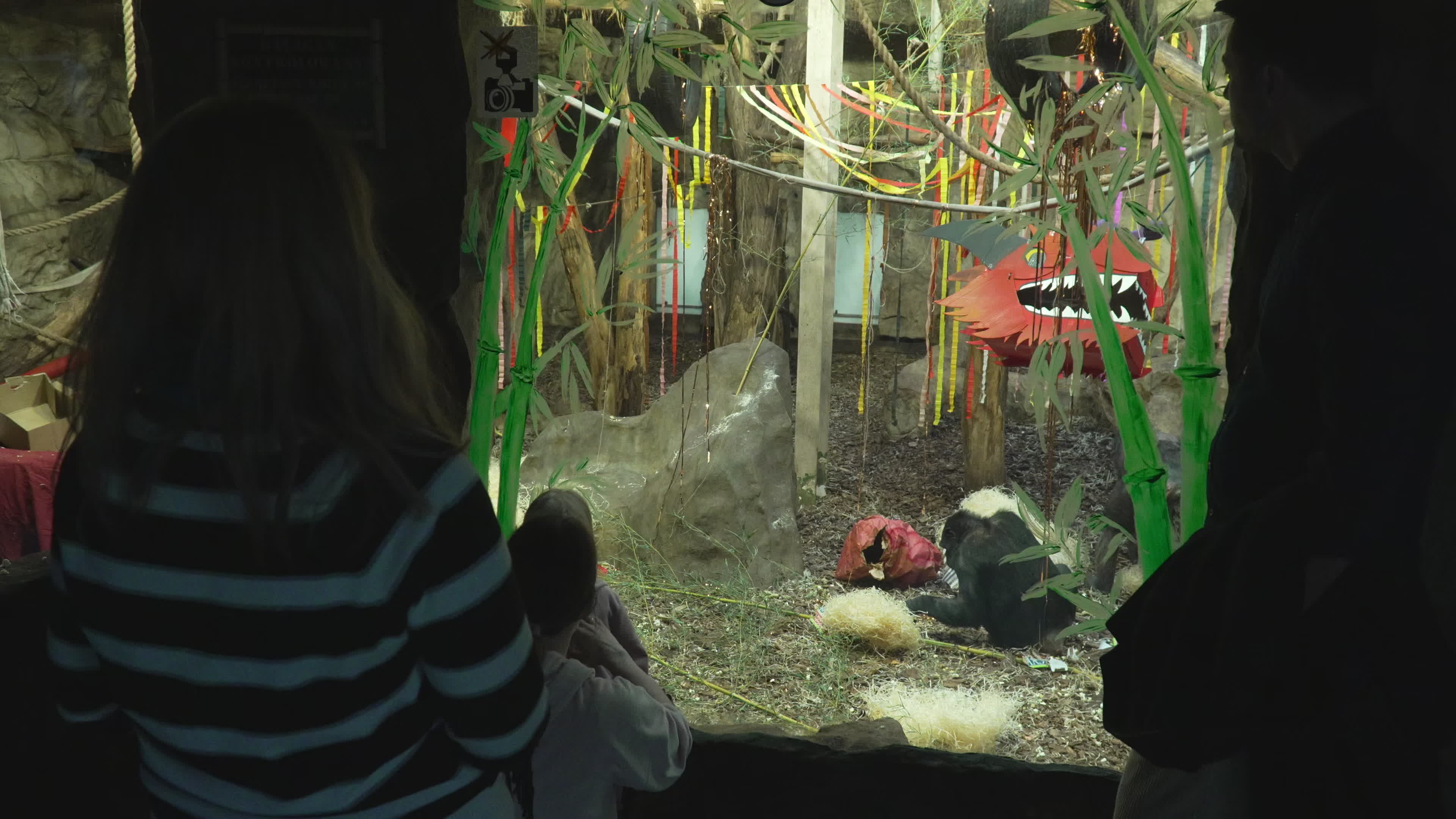 Natively born chimpanzee celebrates 10th birthday in Warsaw Zoo