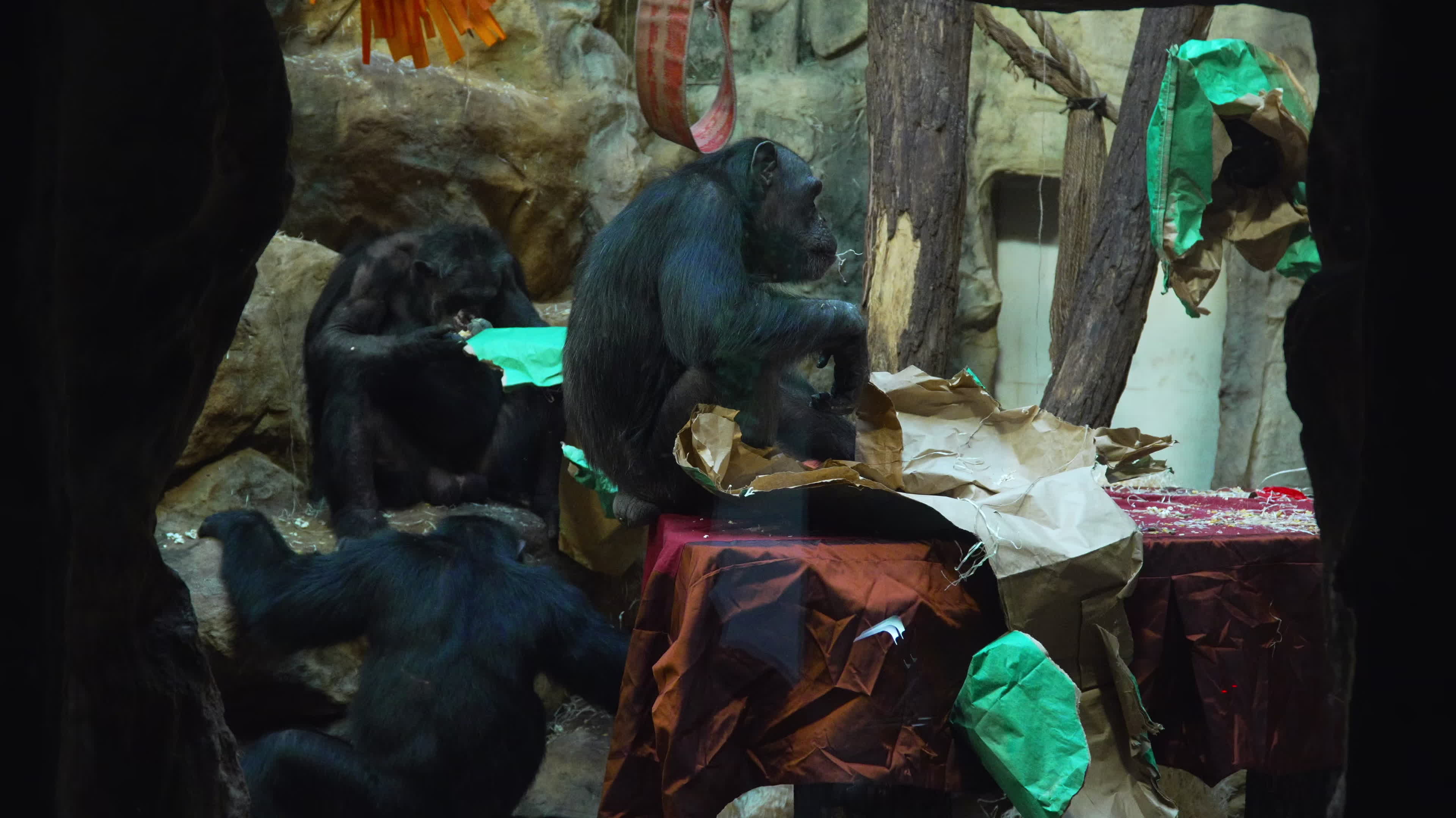 Natively born chimpanzee celebrates 10th birthday in Warsaw Zoo