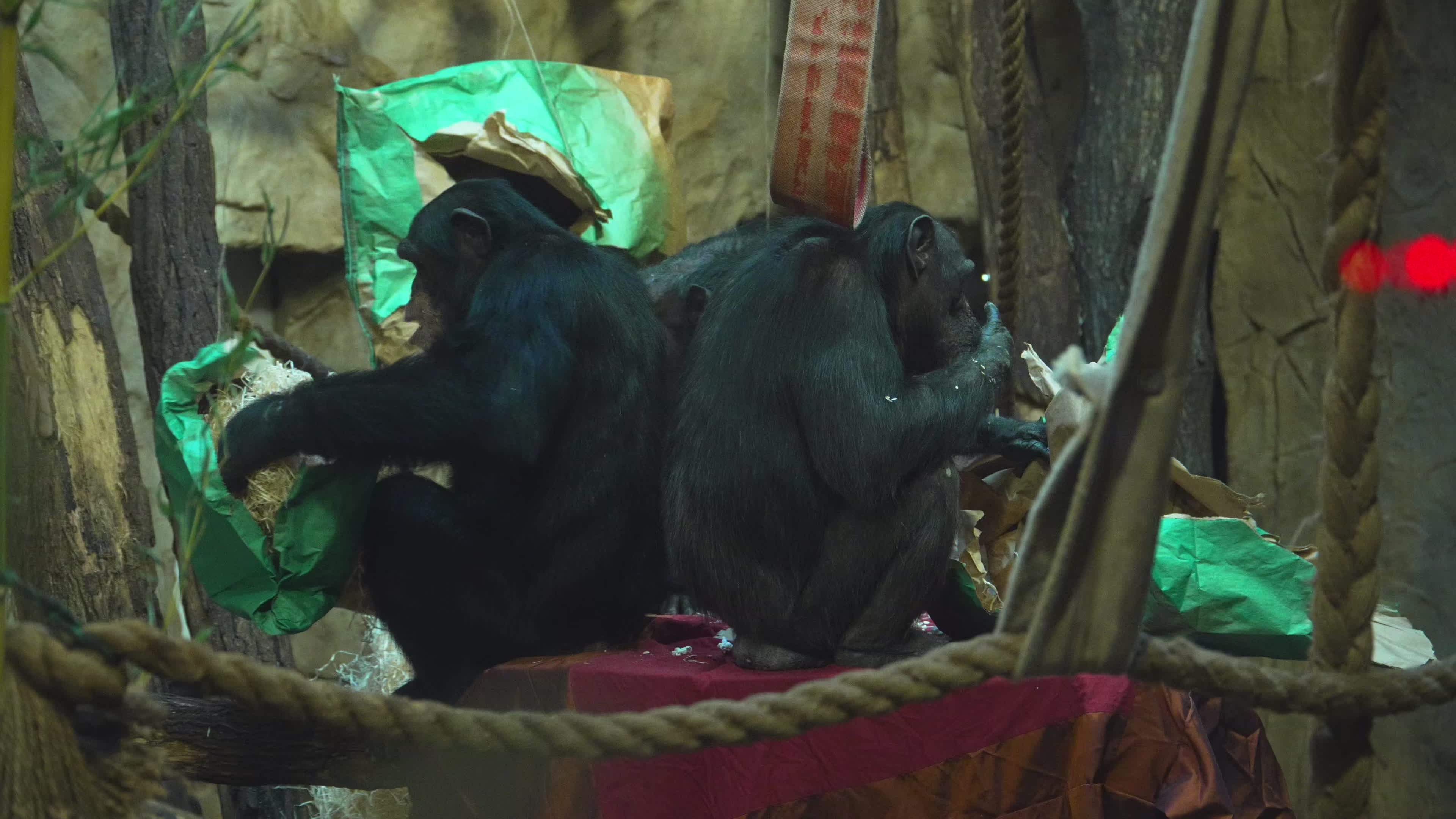 Natively born chimpanzee celebrates 10th birthday in Warsaw Zoo
