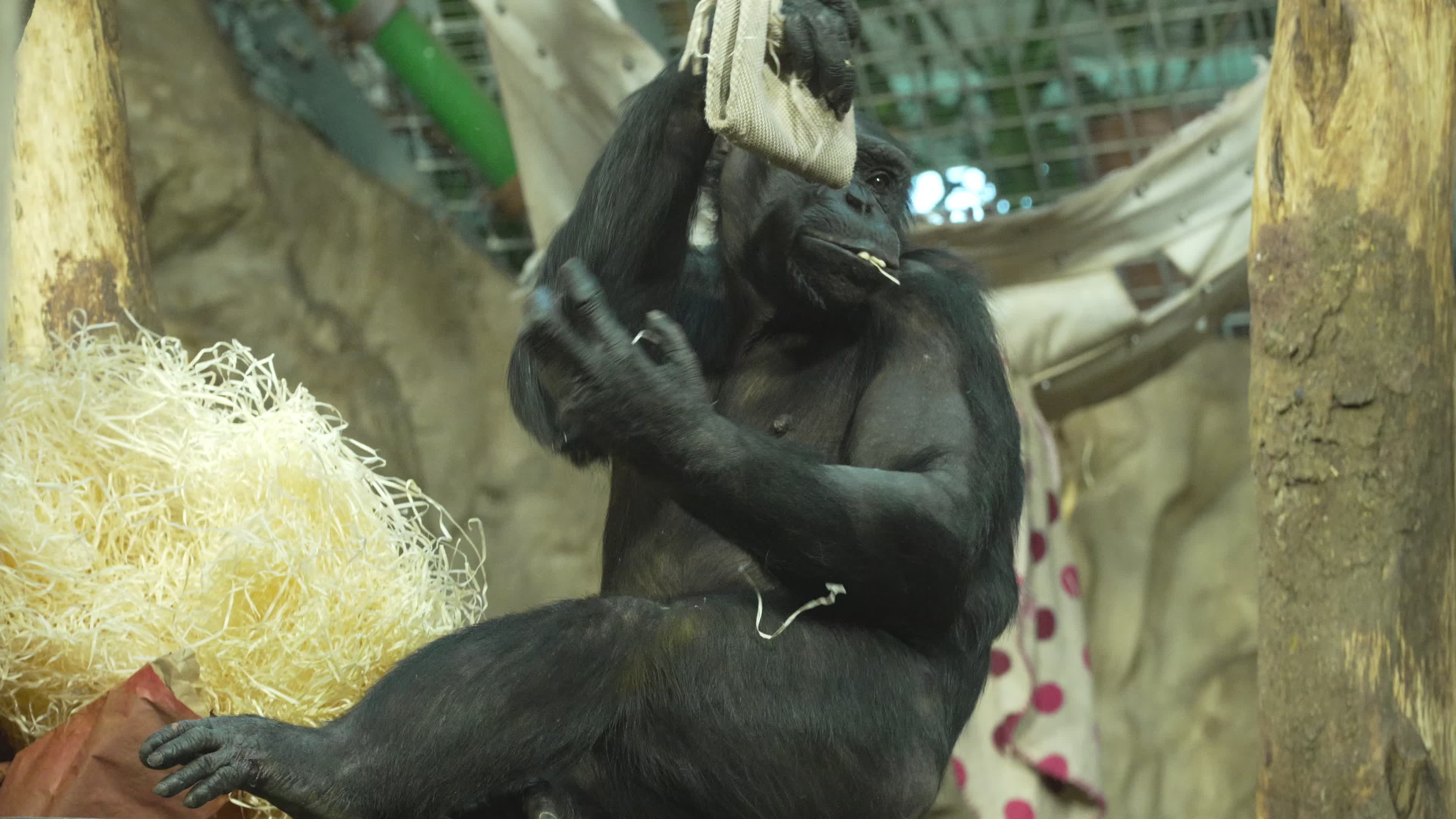 Natively born chimpanzee celebrates 10th birthday in Warsaw Zoo