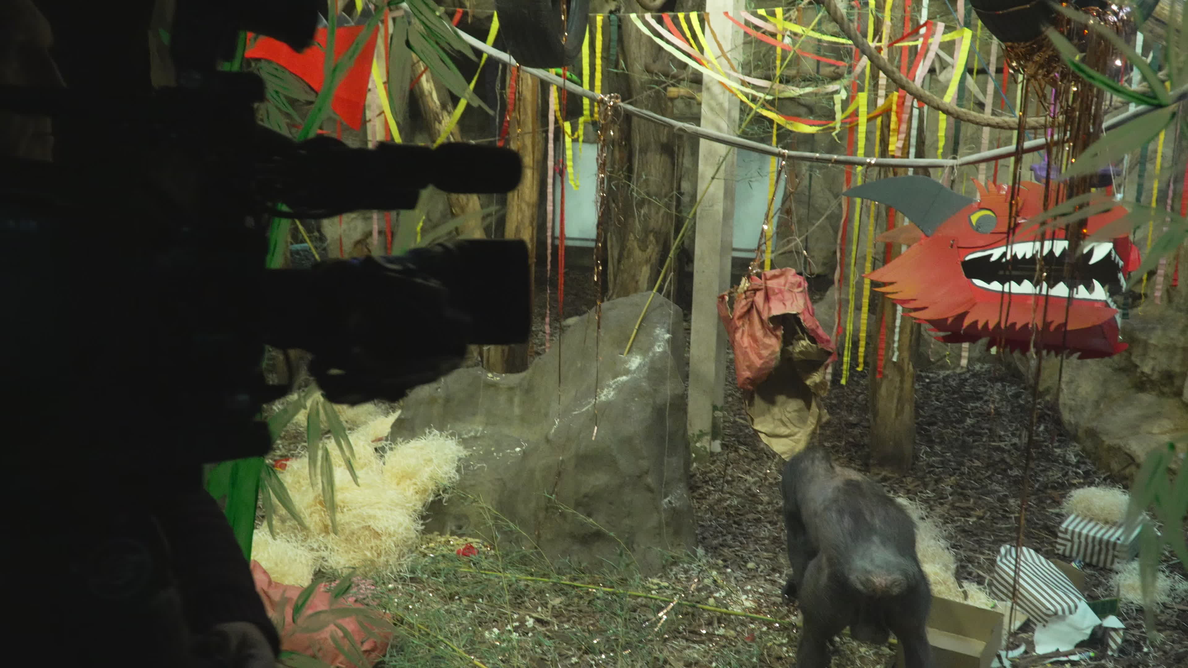 Natively born chimpanzee celebrates 10th birthday in Warsaw Zoo