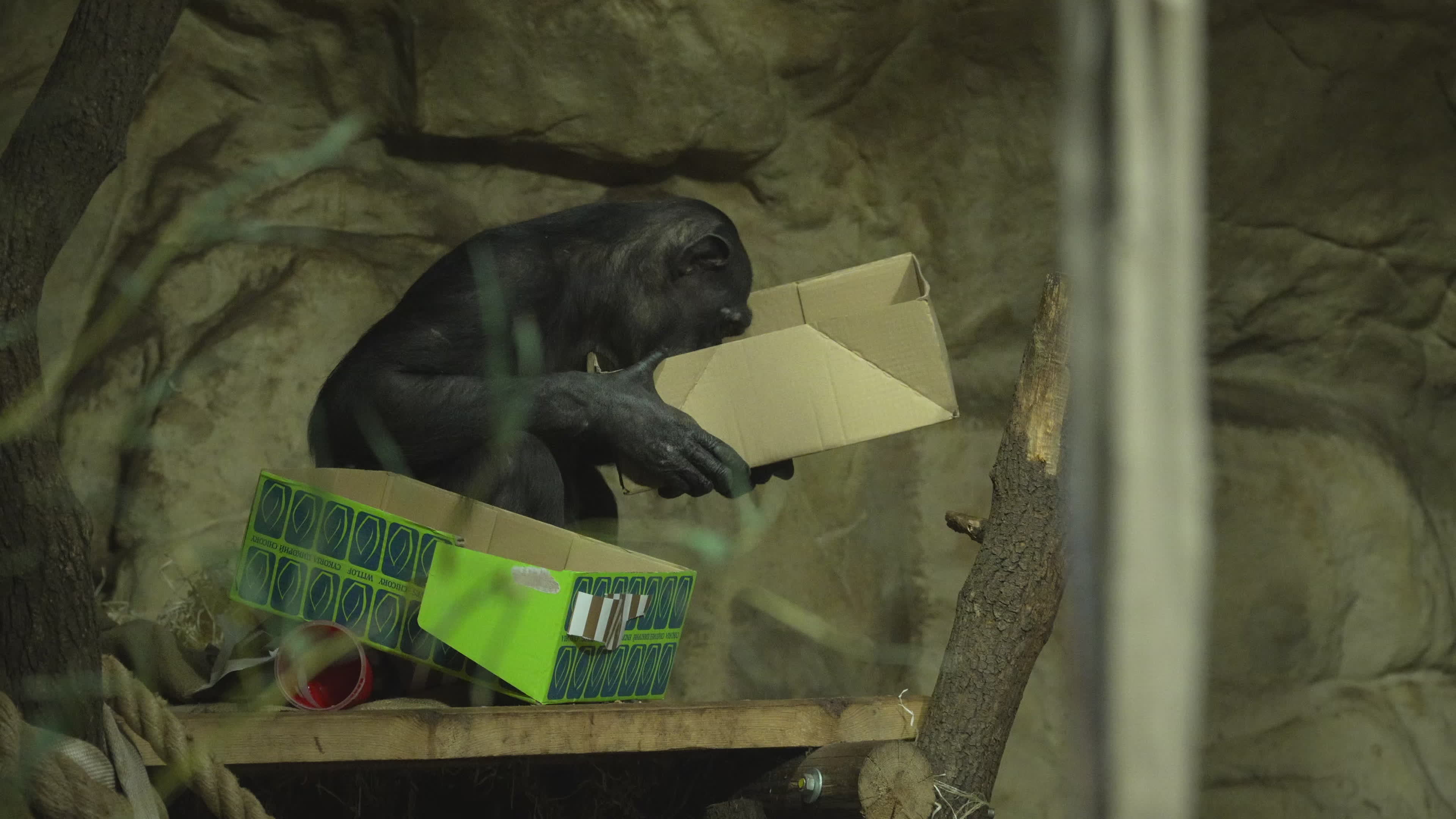 Natively born chimpanzee celebrates 10th birthday in Warsaw Zoo
