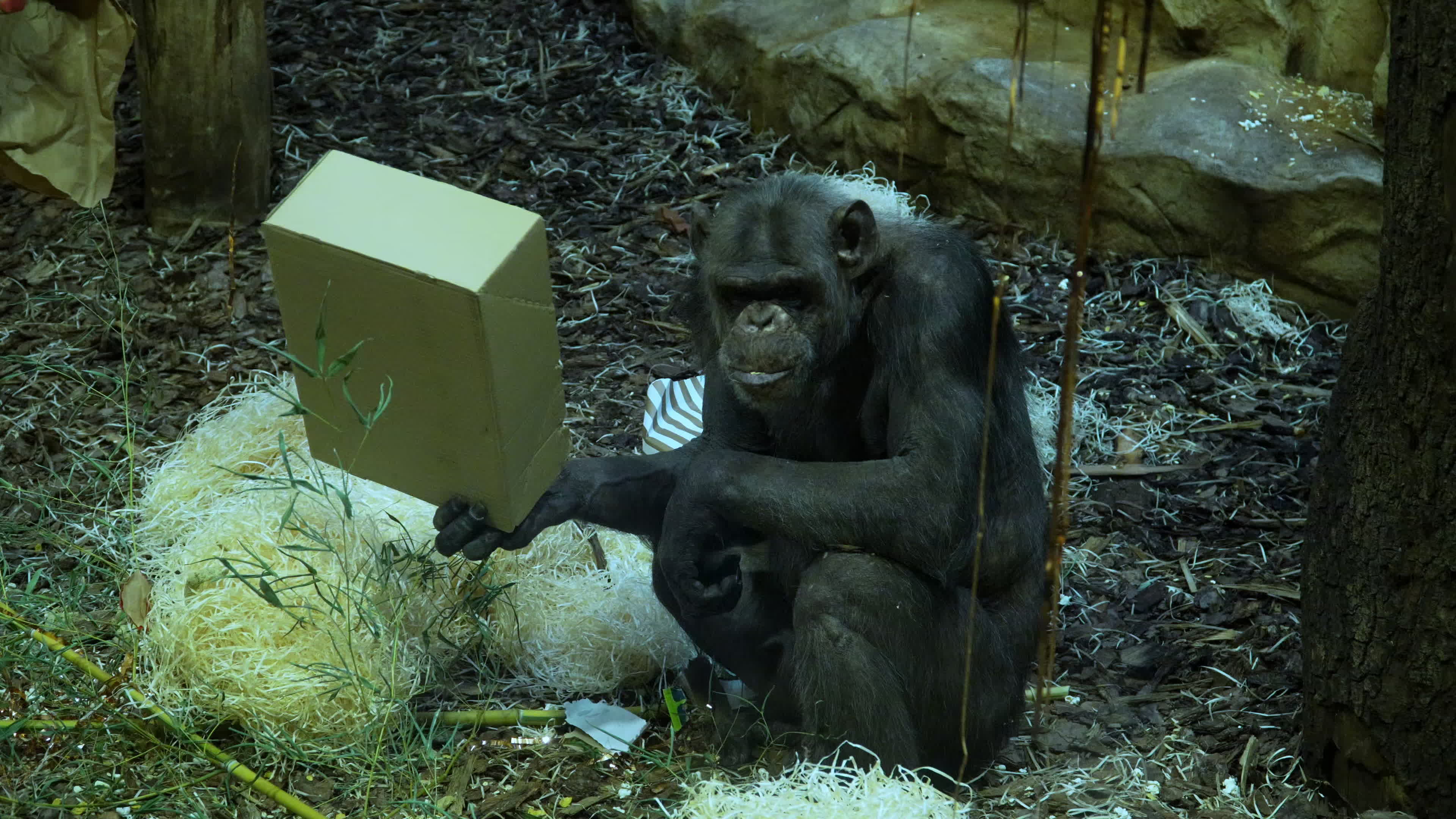 Natively born chimpanzee celebrates 10th birthday in Warsaw Zoo