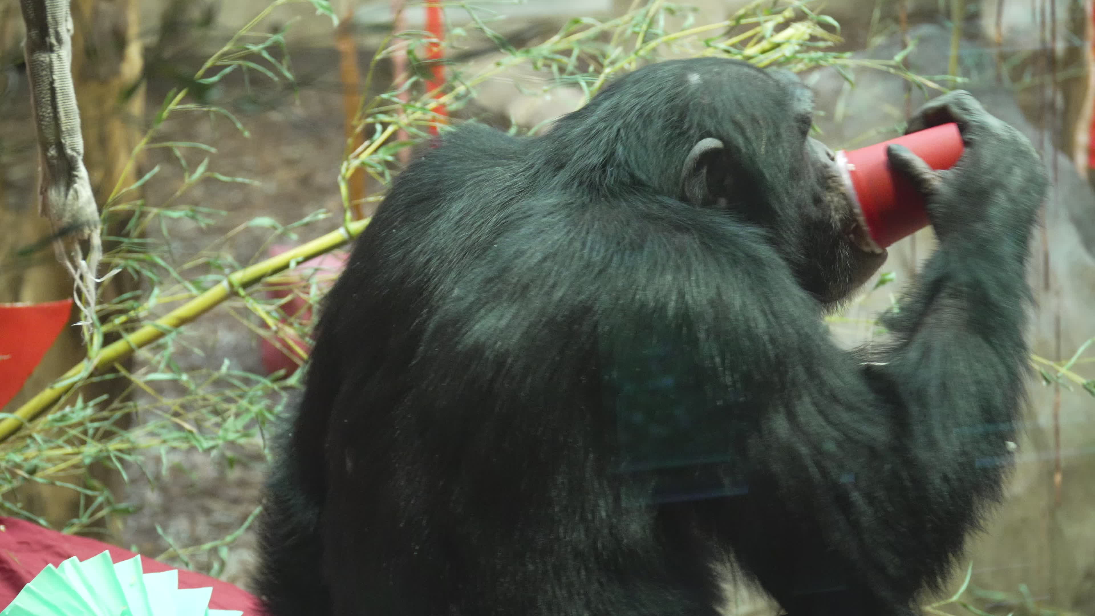 Natively born chimpanzee celebrates 10th birthday in Warsaw Zoo