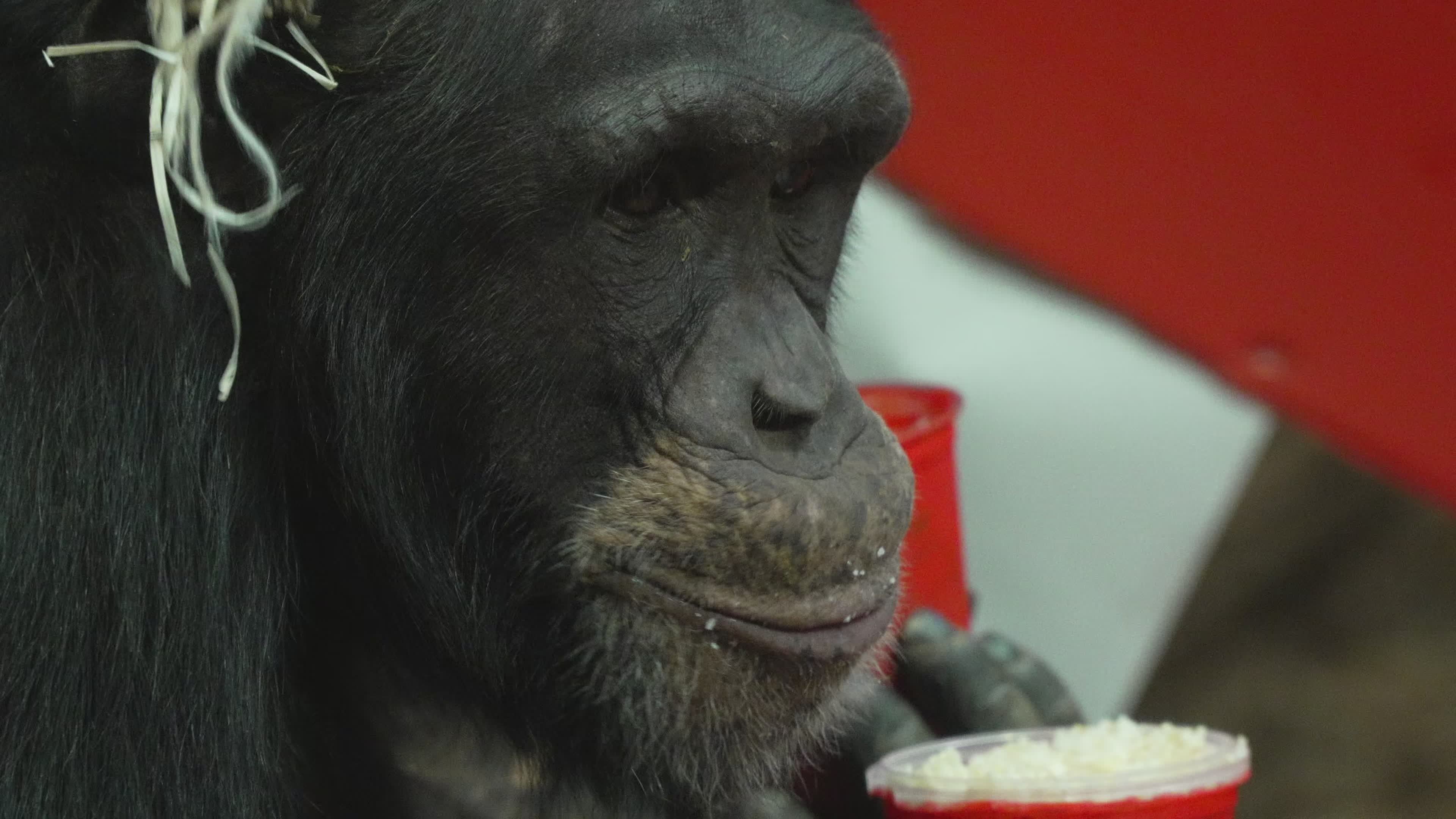 Natively born chimpanzee celebrates 10th birthday in Warsaw Zoo