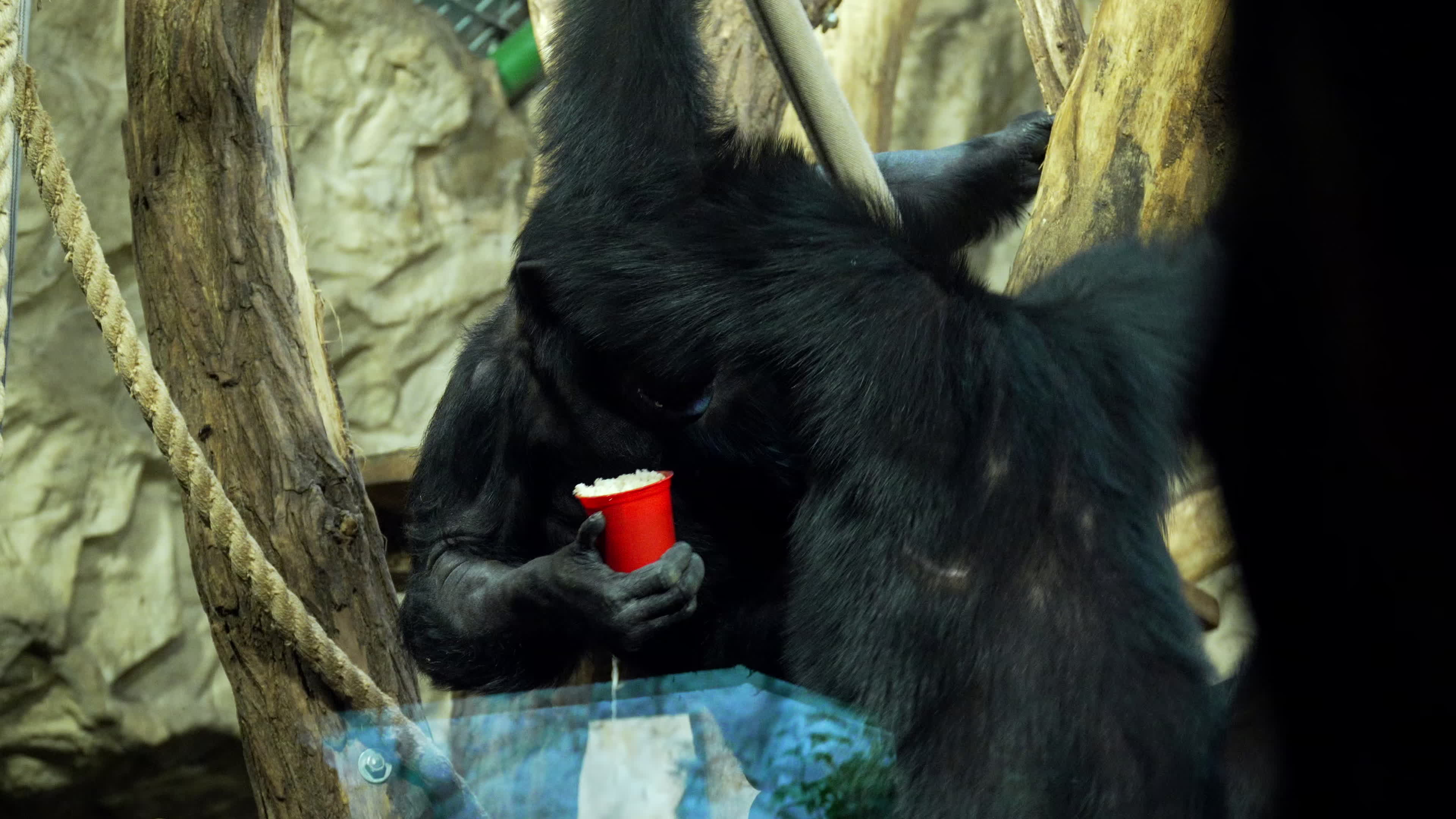 Natively born chimpanzee celebrates 10th birthday in Warsaw Zoo