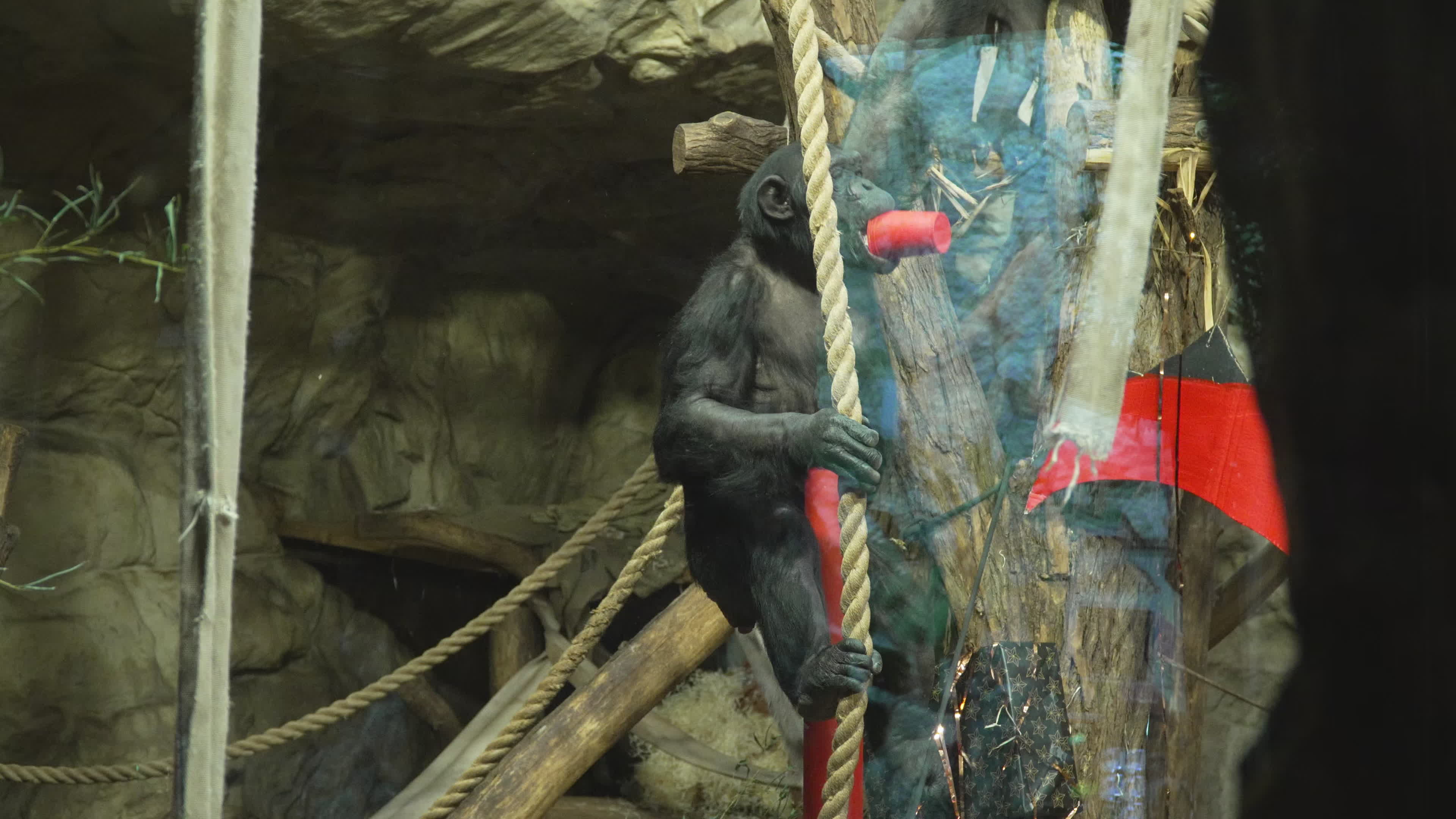 Natively born chimpanzee celebrates 10th birthday in Warsaw Zoo