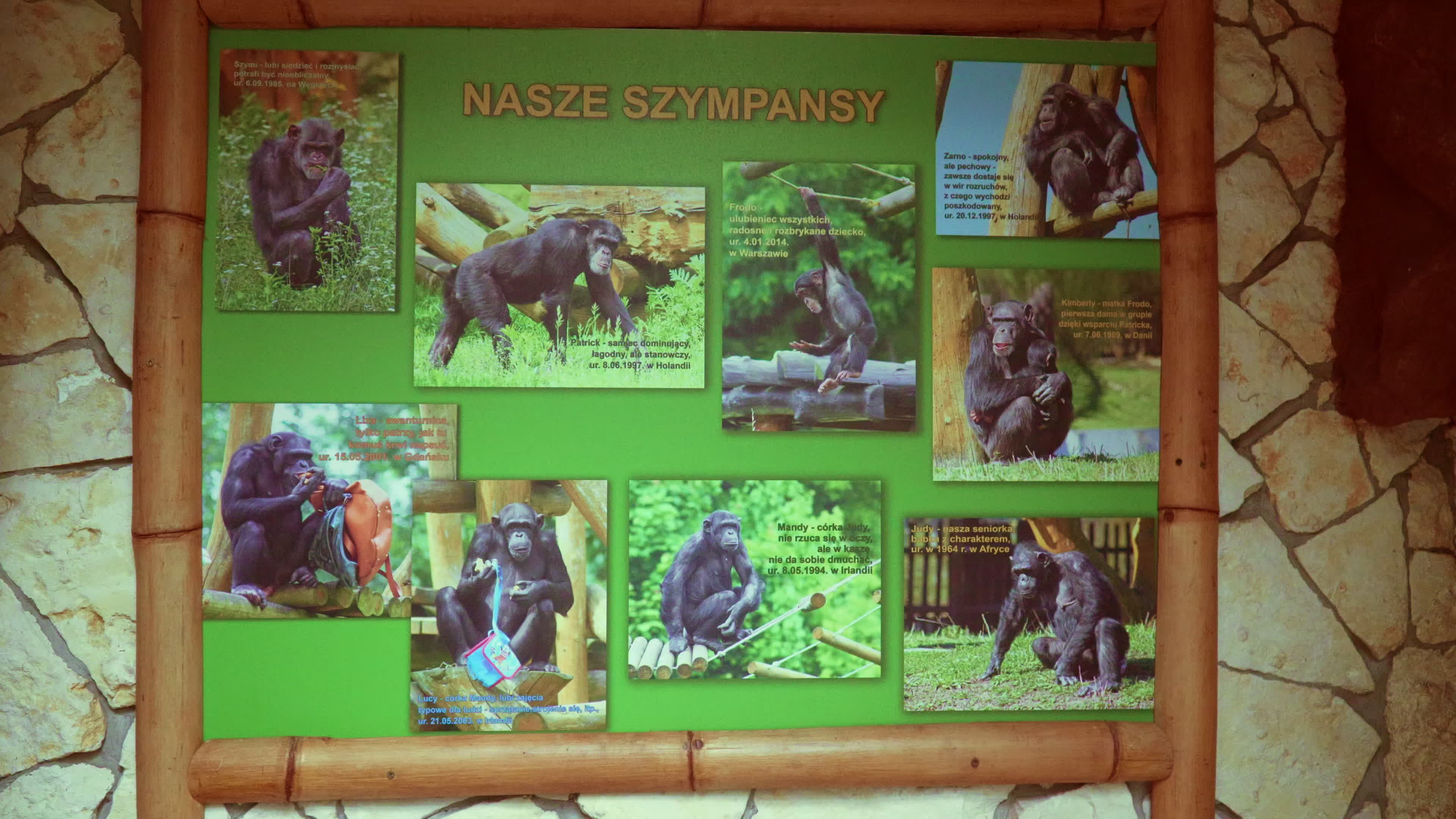 Natively born chimpanzee celebrates 10th birthday in Warsaw Zoo
