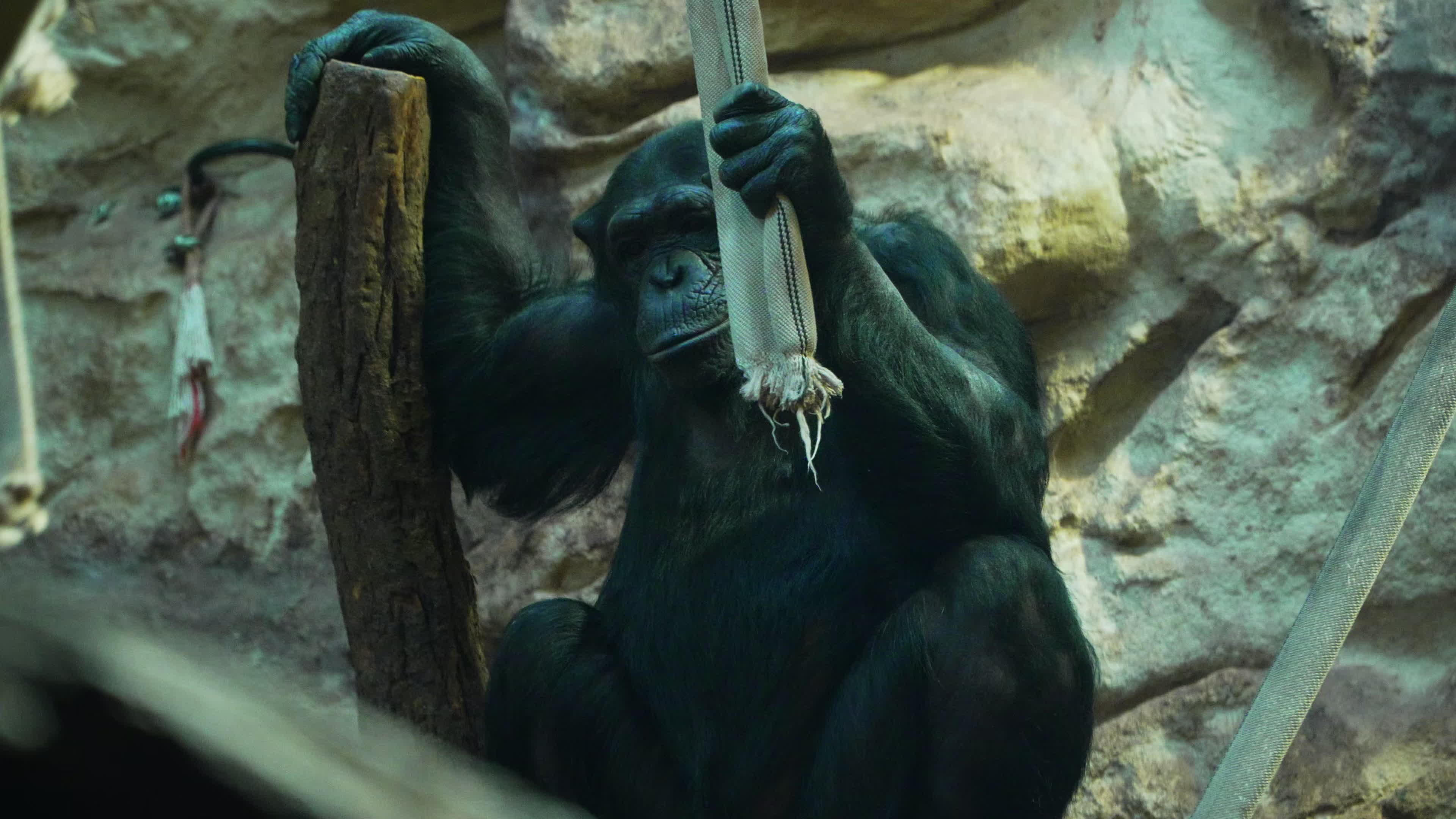Natively born chimpanzee celebrates 10th birthday in Warsaw Zoo