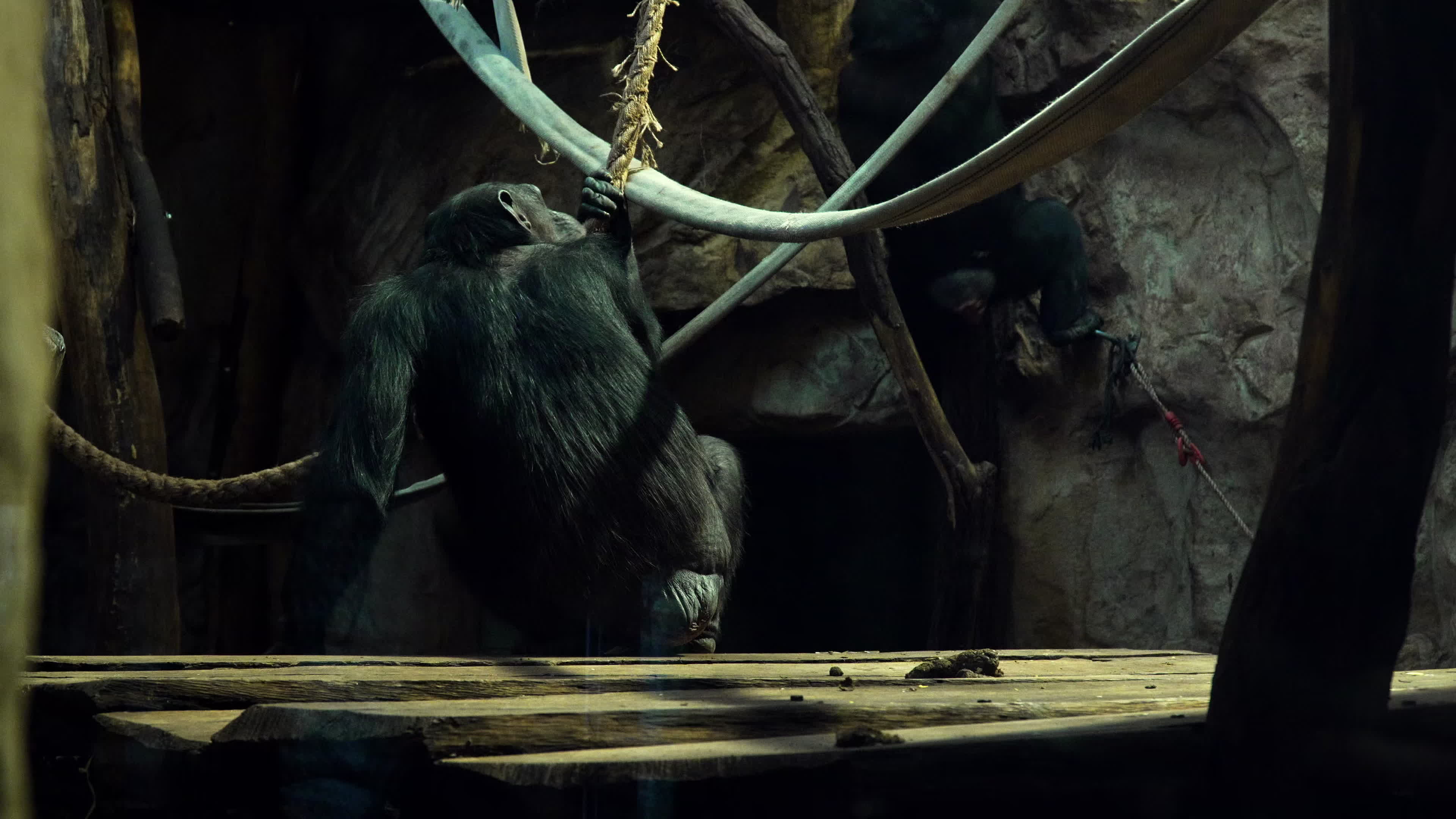 Natively born chimpanzee celebrates 10th birthday in Warsaw Zoo