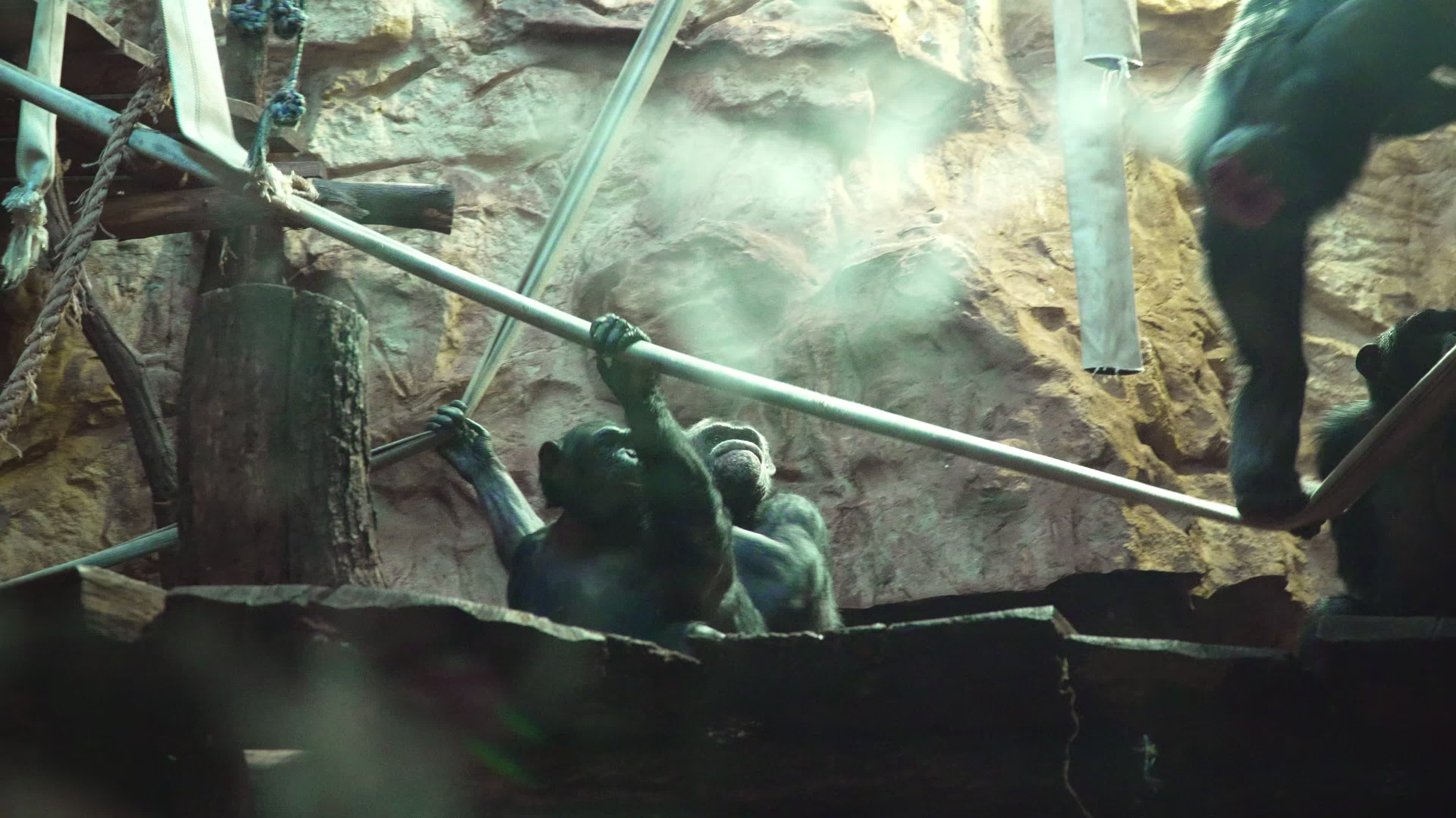 Natively born chimpanzee celebrates 10th birthday in Warsaw Zoo