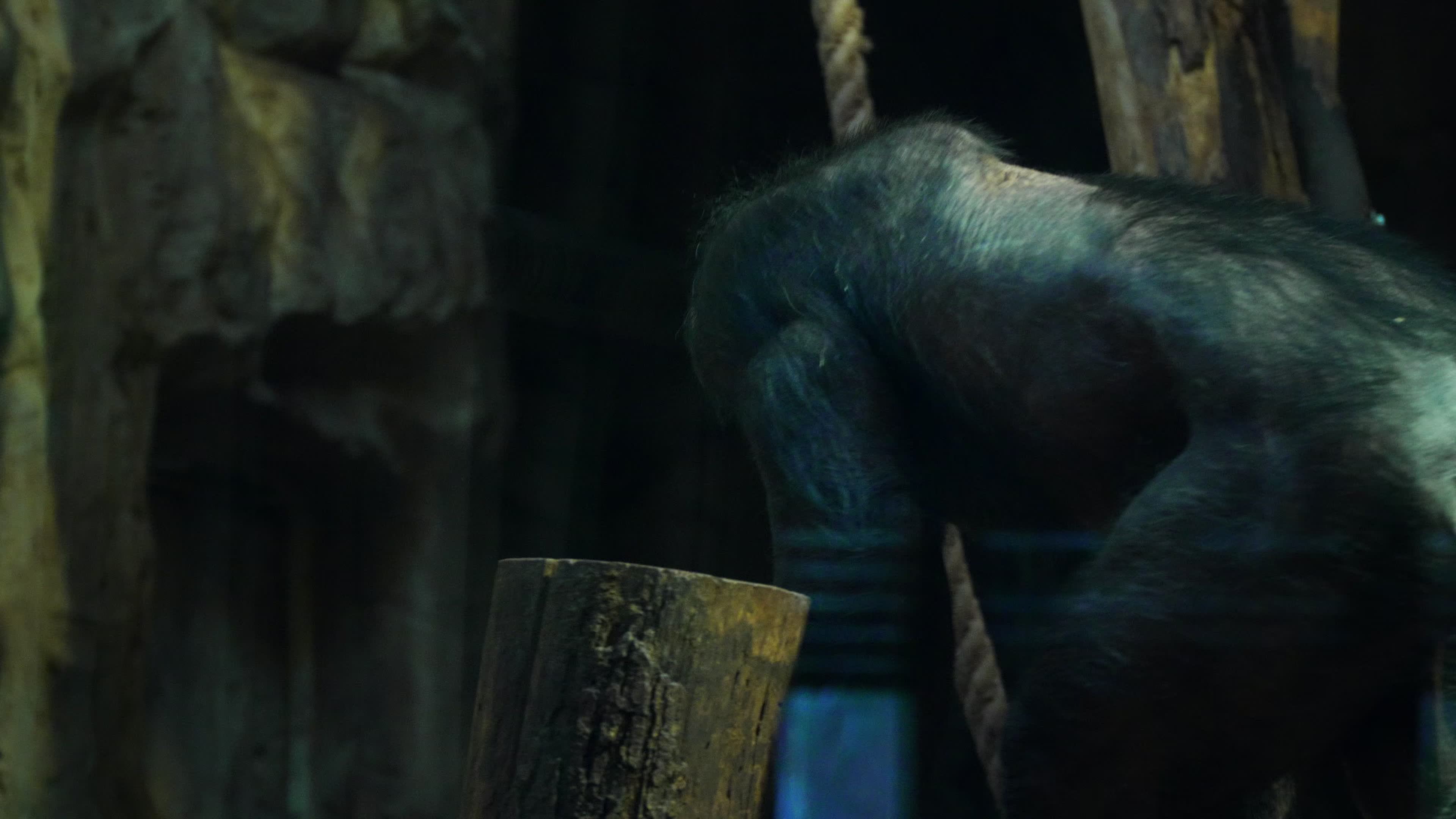 Natively born chimpanzee celebrates 10th birthday in Warsaw Zoo