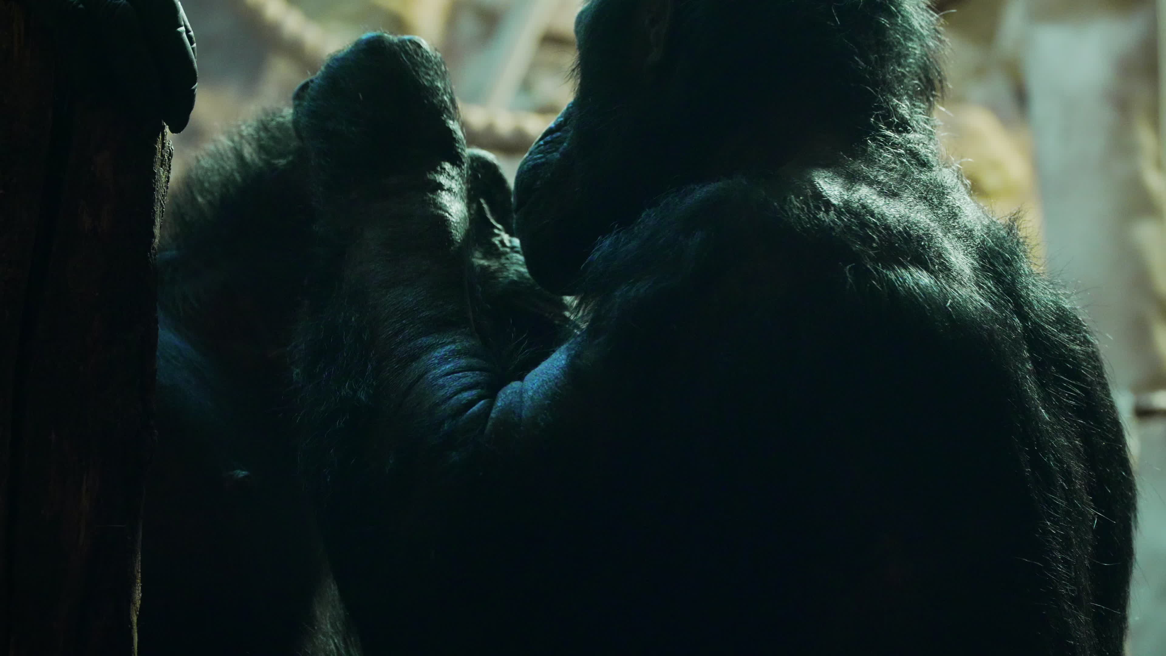 Natively born chimpanzee celebrates 10th birthday in Warsaw Zoo
