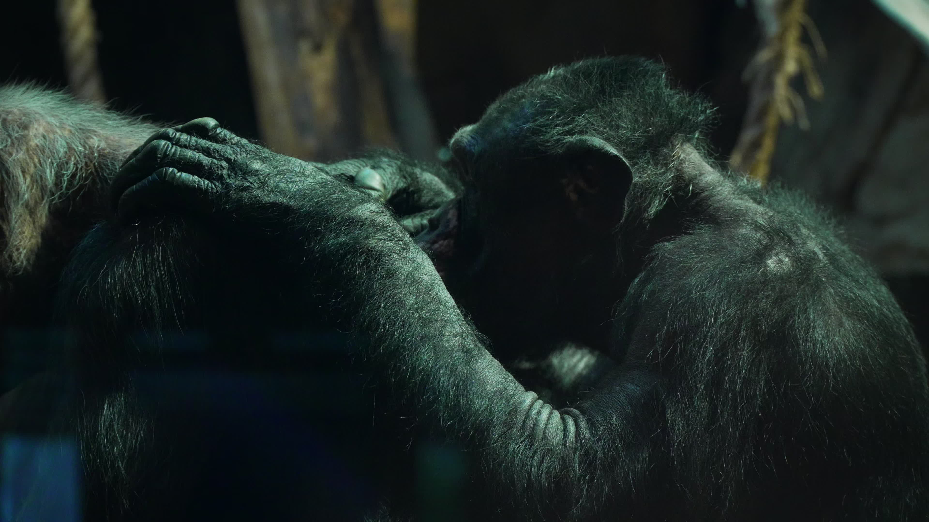 Natively born chimpanzee celebrates 10th birthday in Warsaw Zoo