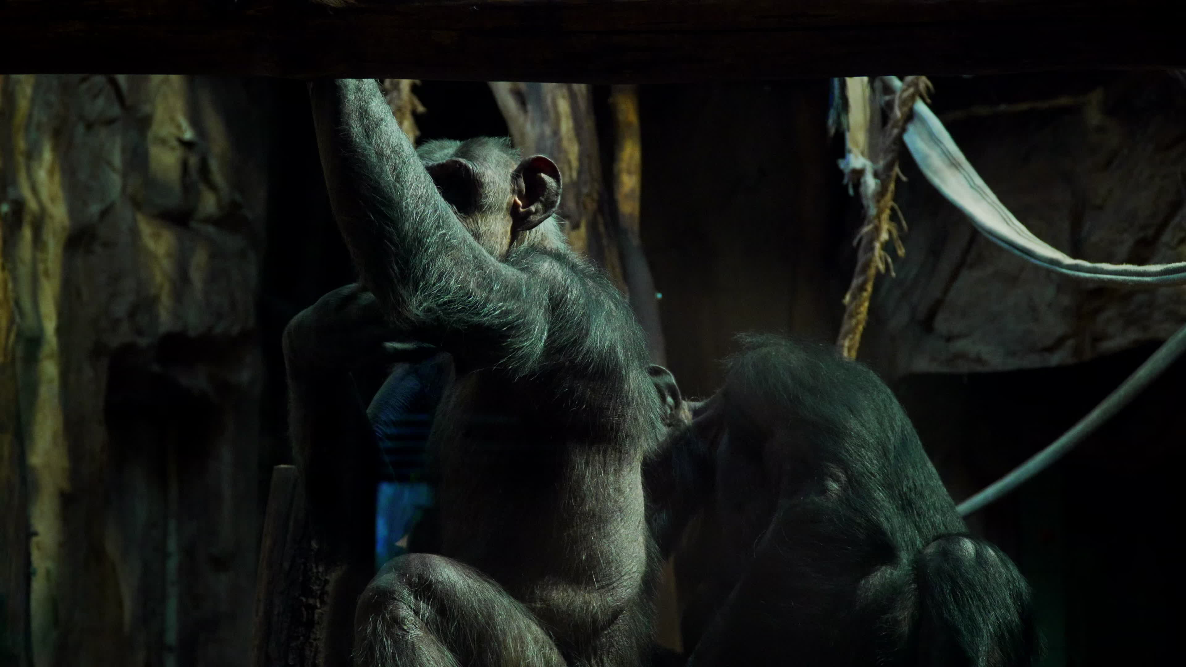Natively born chimpanzee celebrates 10th birthday in Warsaw Zoo