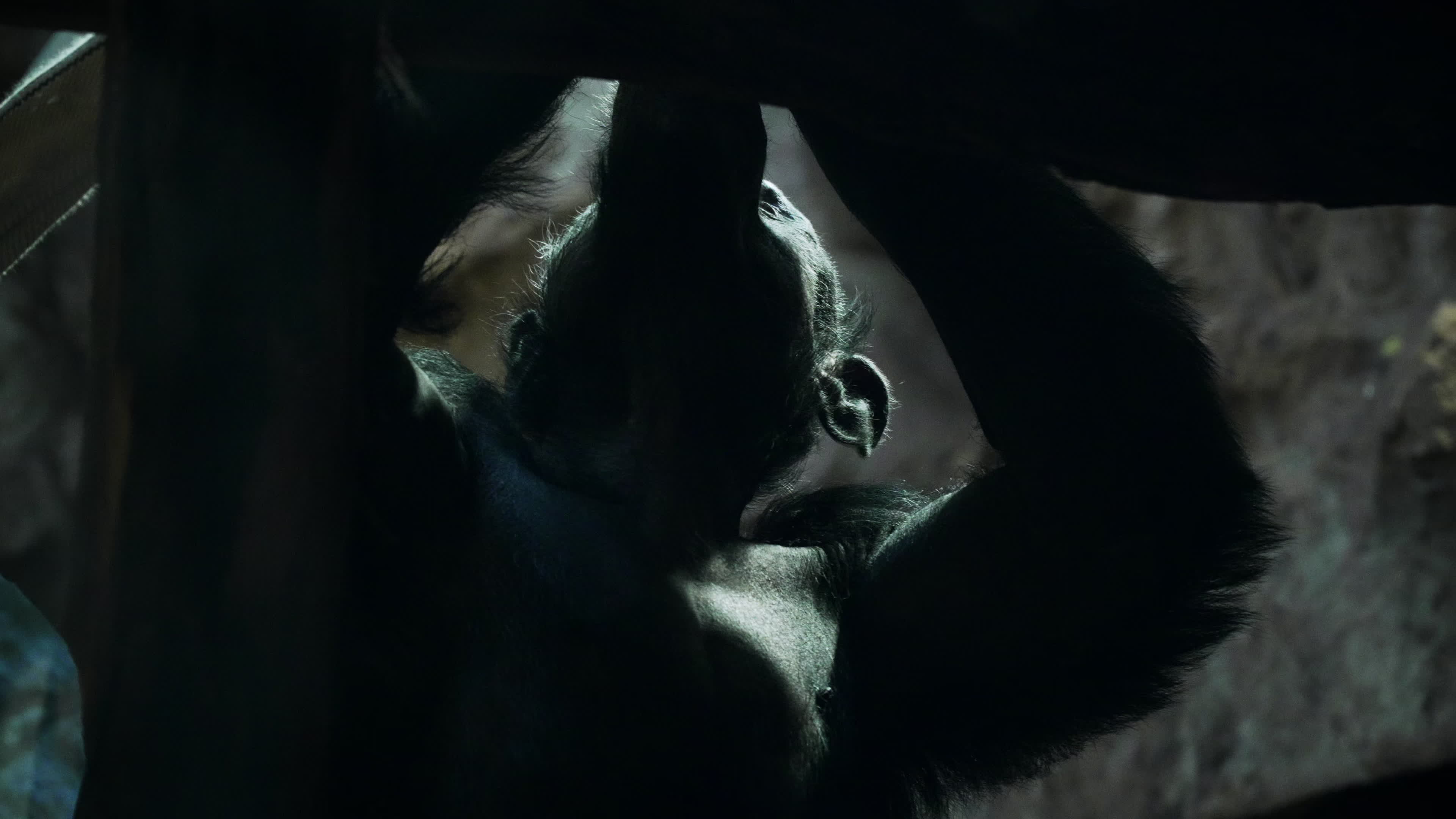 Natively born chimpanzee celebrates 10th birthday in Warsaw Zoo