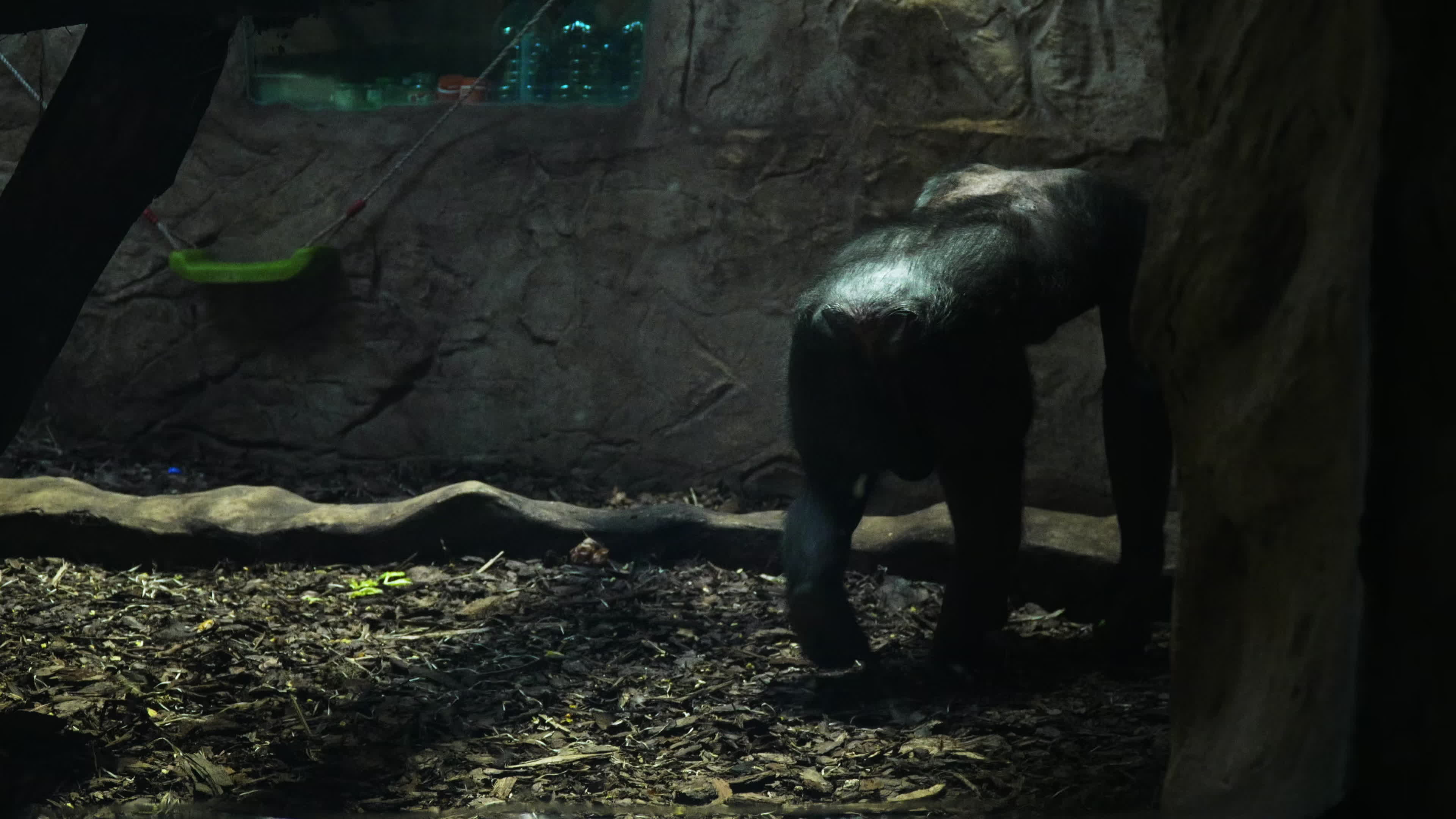 Natively born chimpanzee celebrates 10th birthday in Warsaw Zoo
