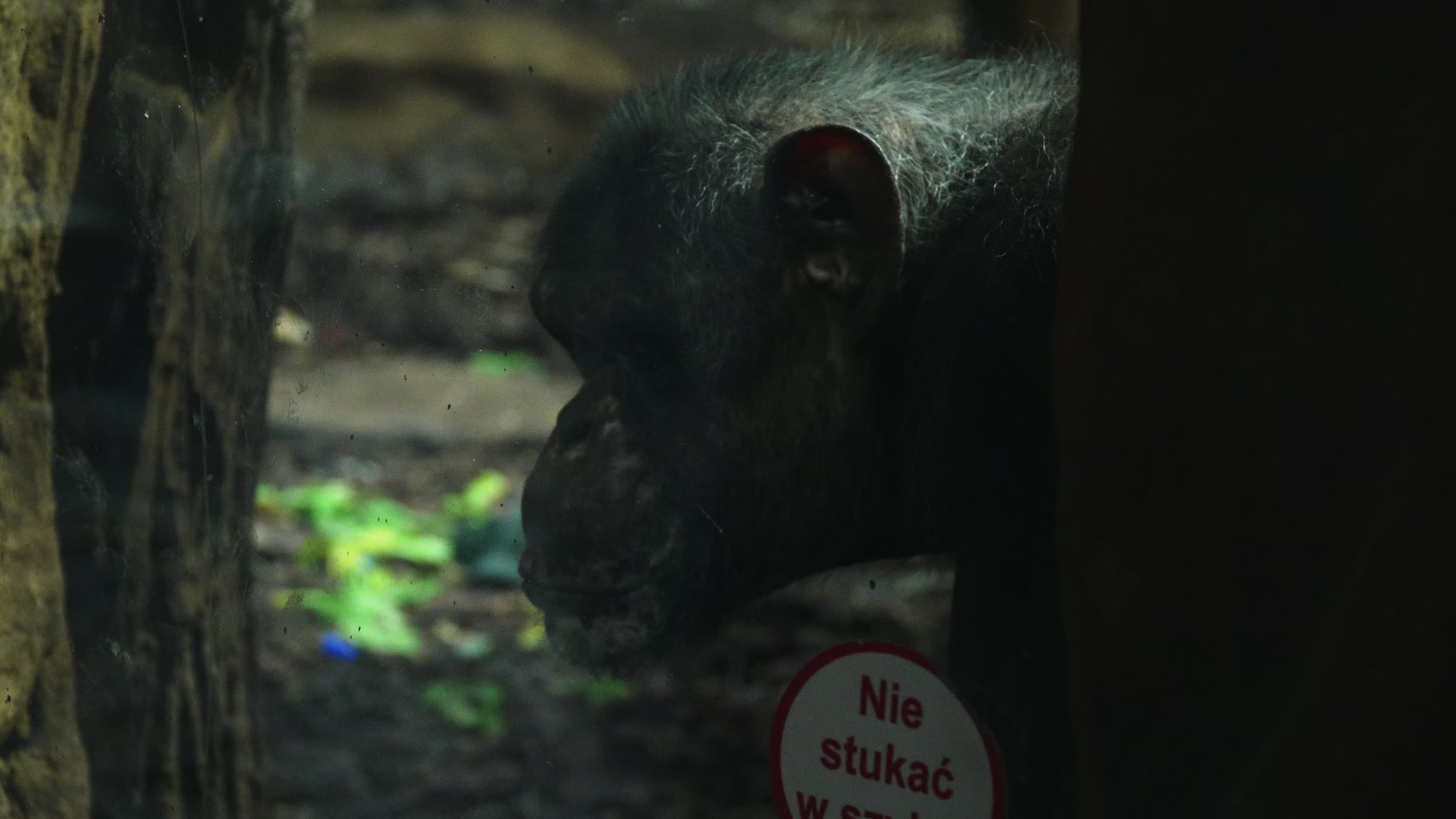 Natively born chimpanzee celebrates 10th birthday in Warsaw Zoo