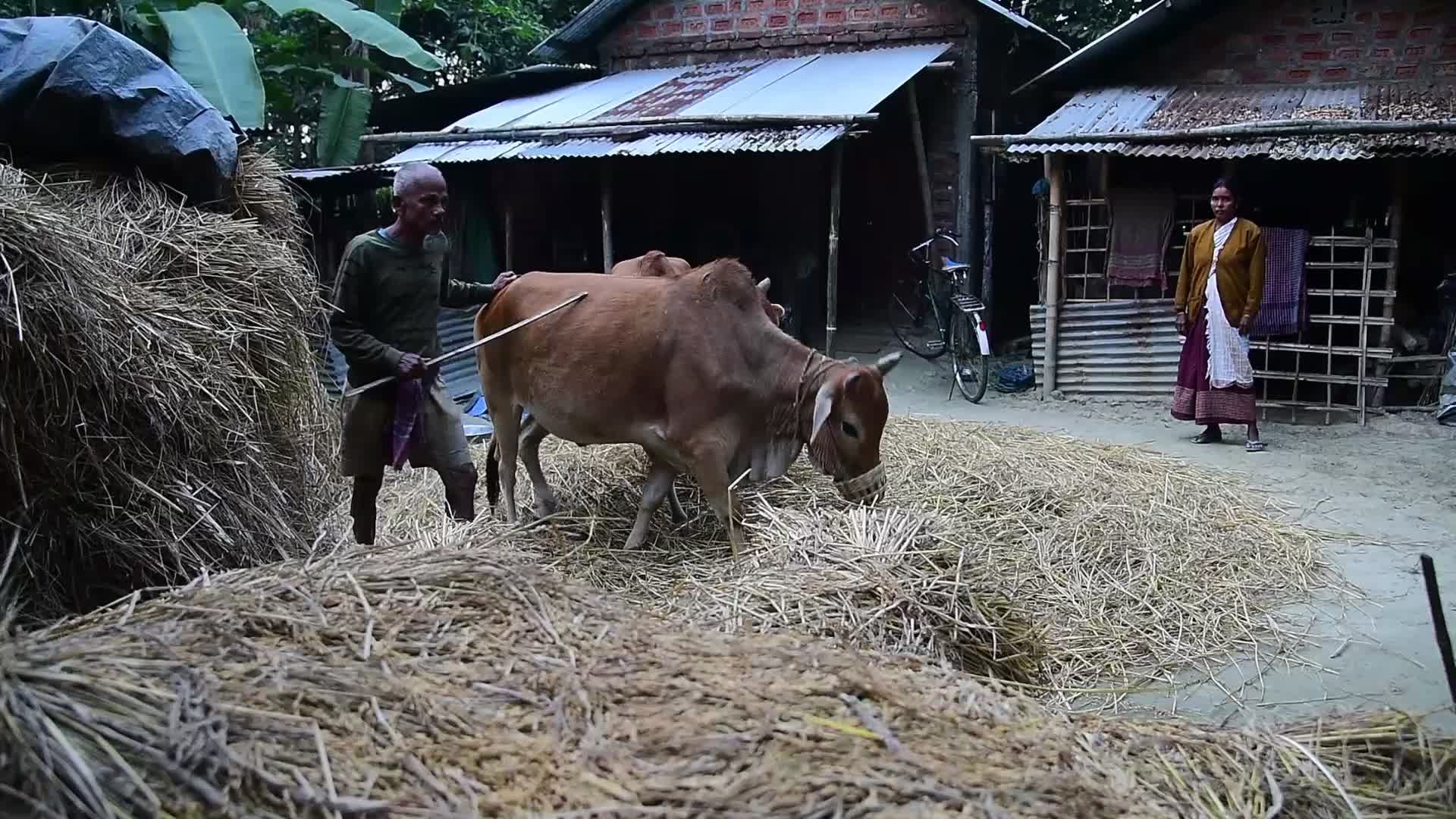 Daily Life in India 
