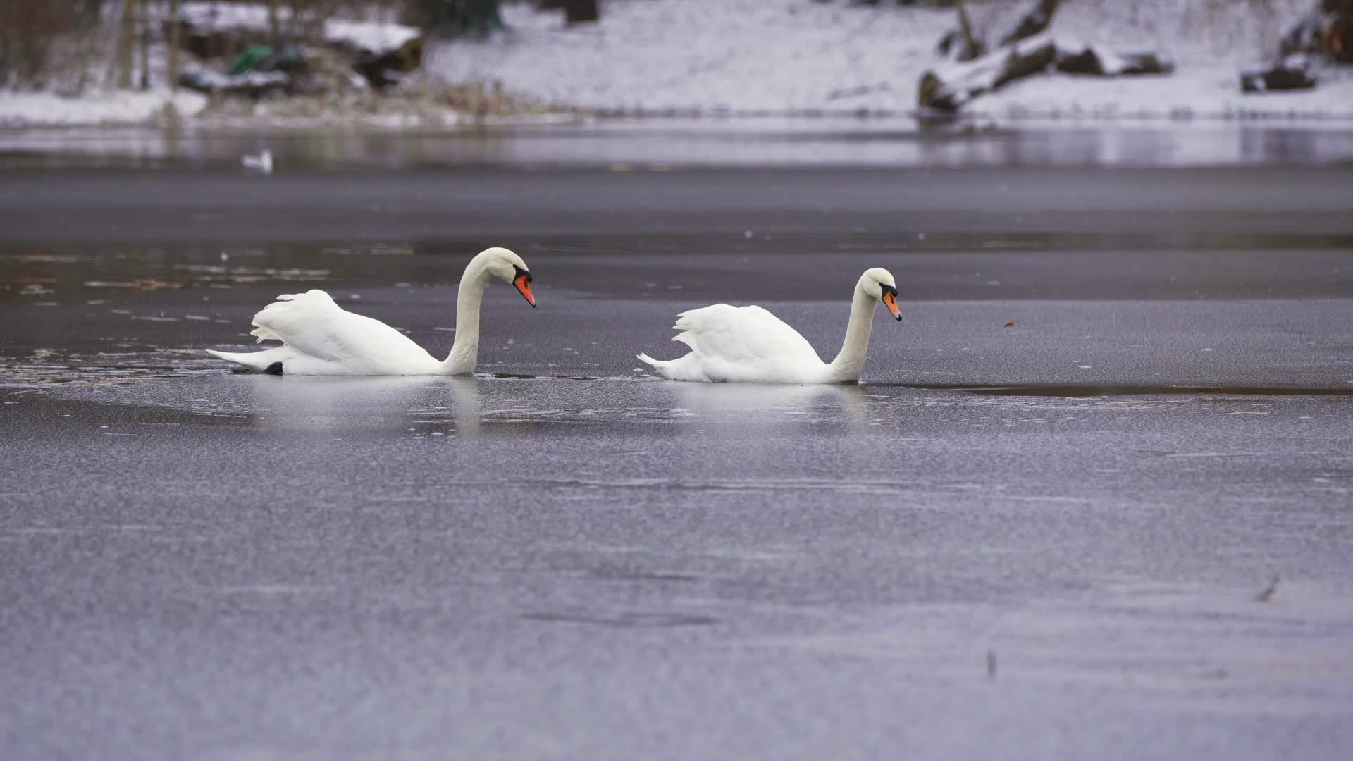 Poland Snow