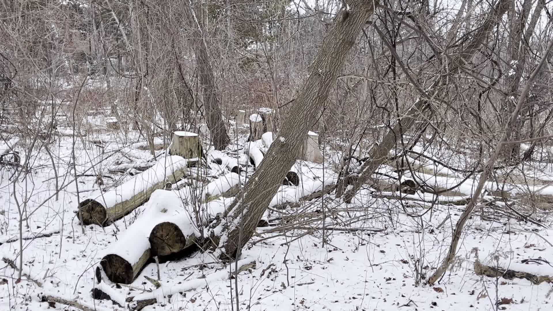 Snowfall in Toronto, Canada