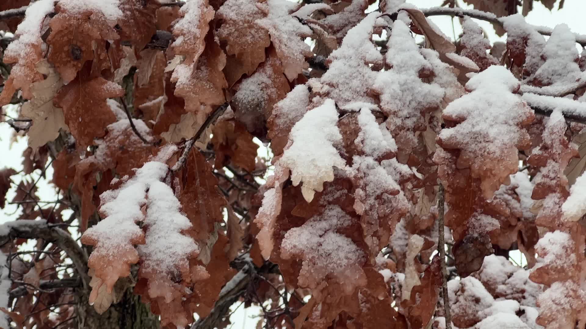 Toronto gets hit by winter snowstorm