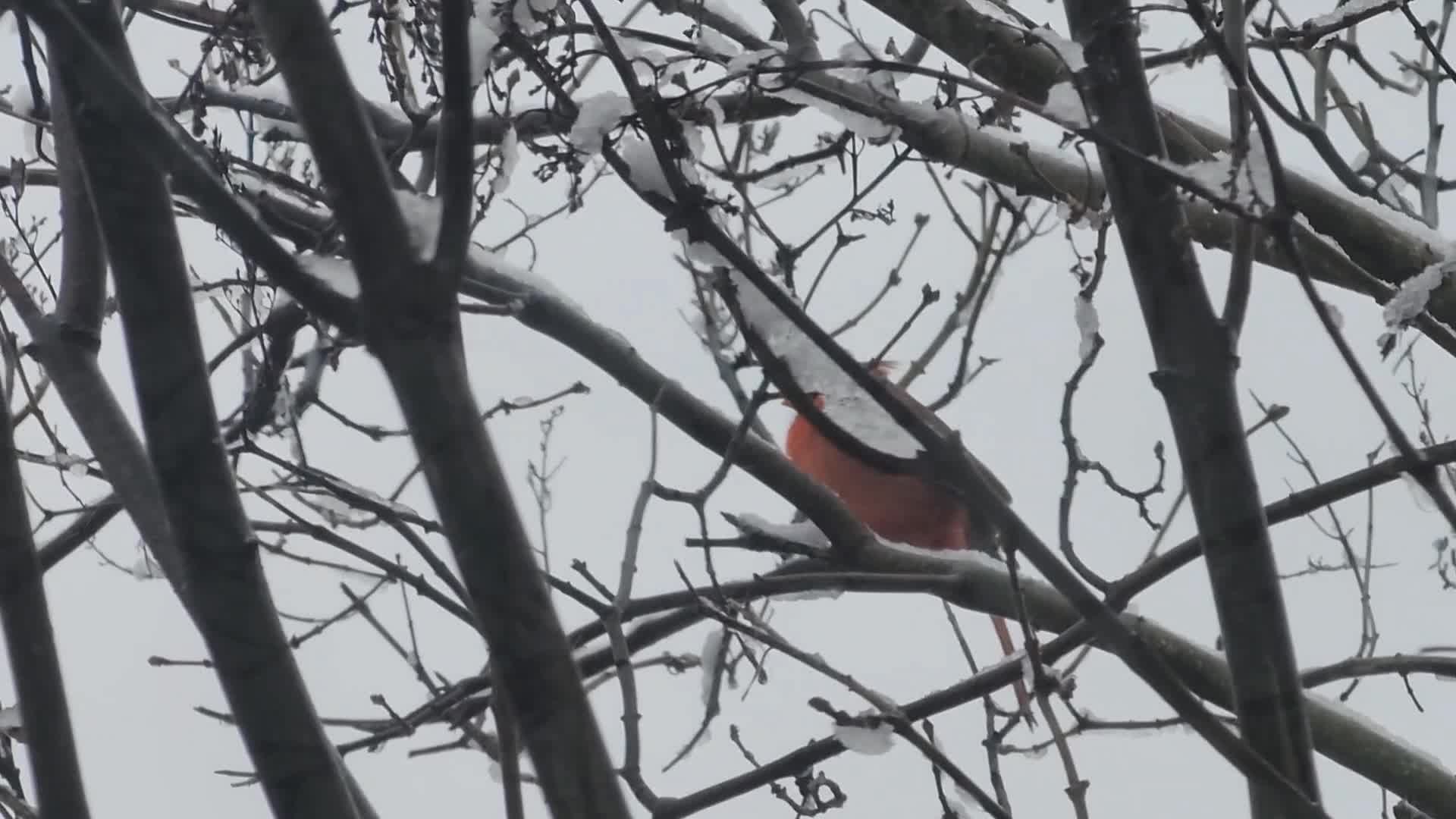 Snow flurries in Toronto, Canada