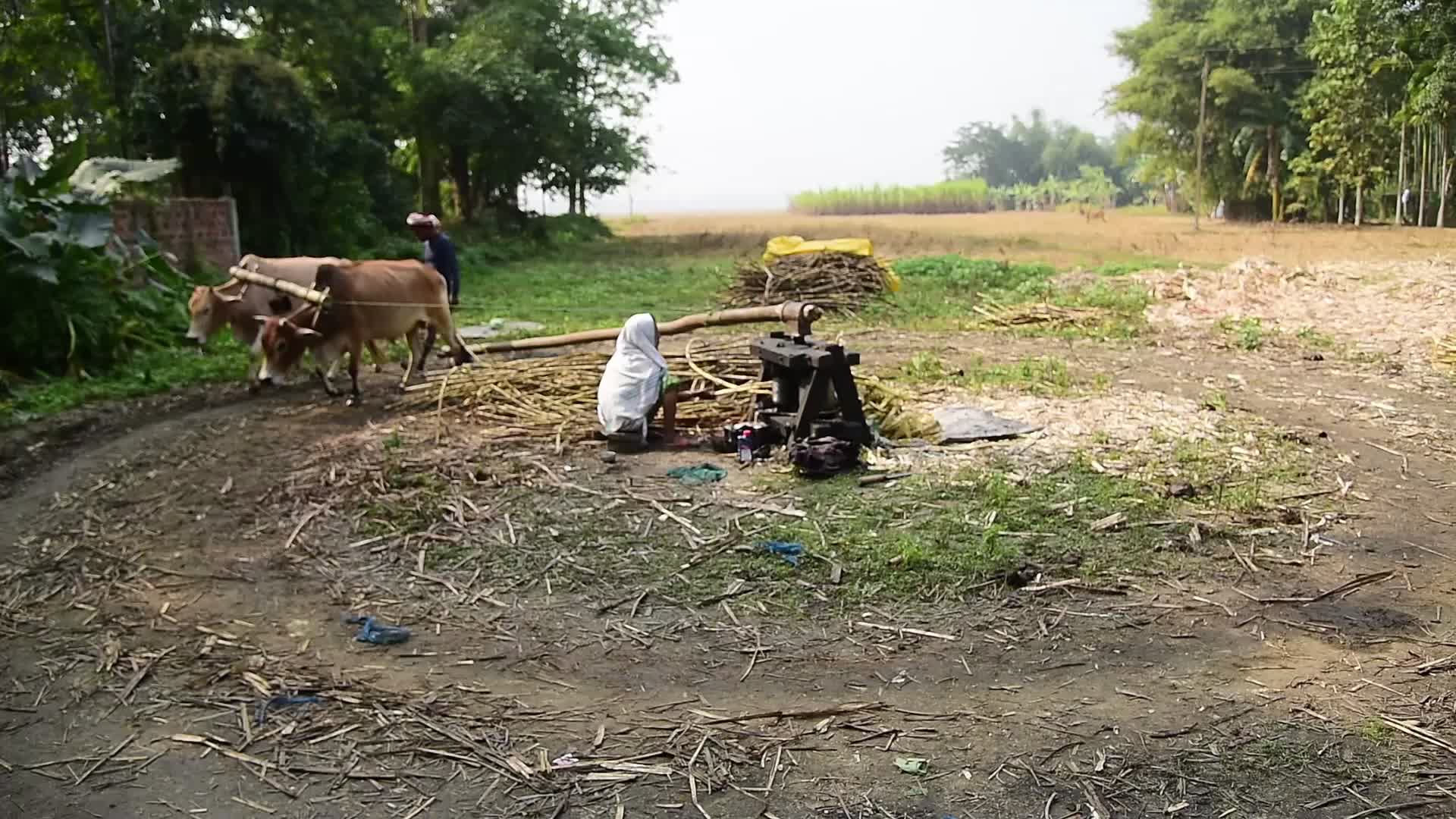 Process of making Jaggery from Sugarcane in India 