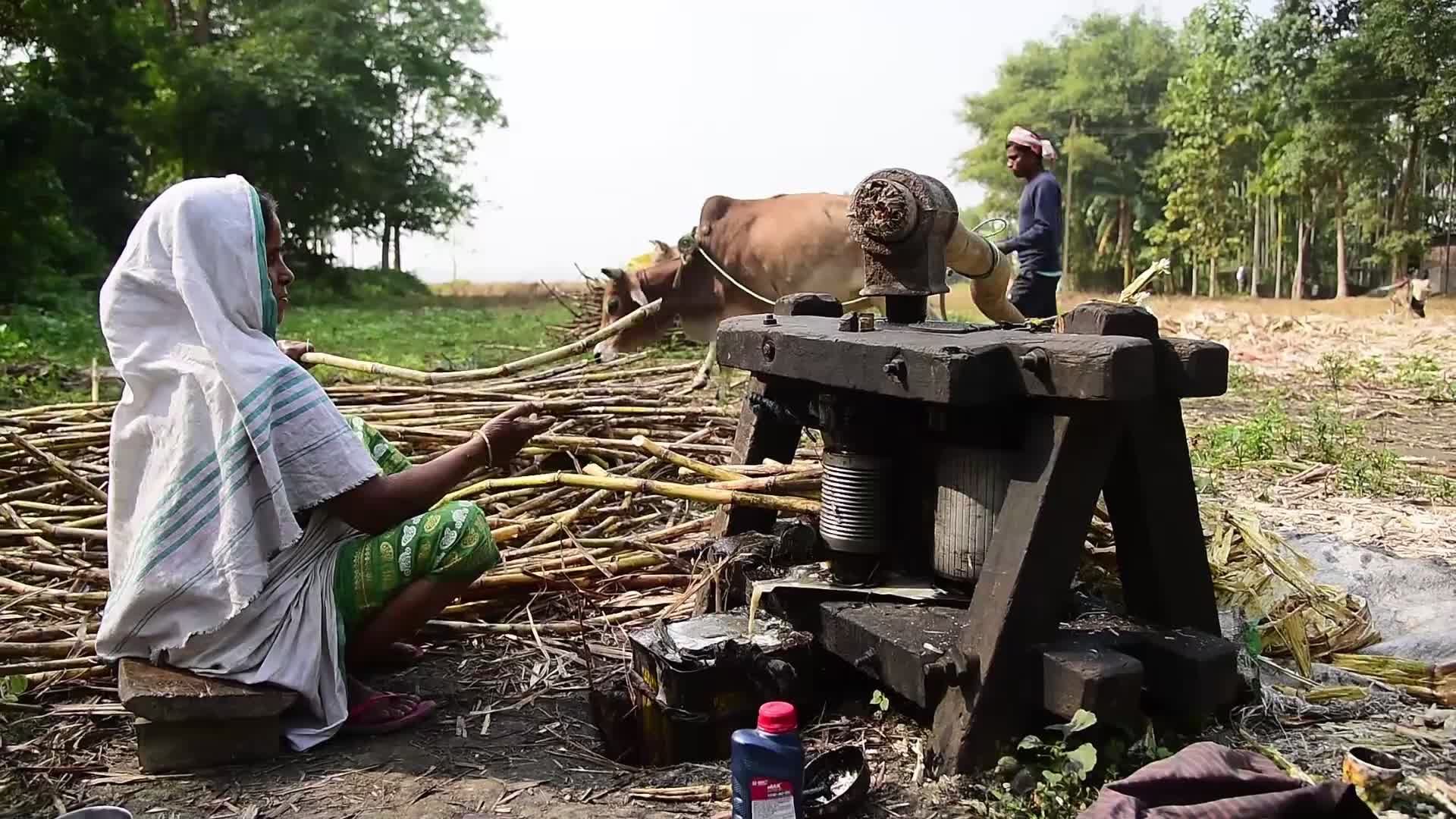 Process of making Jaggery from Sugarcane in India 