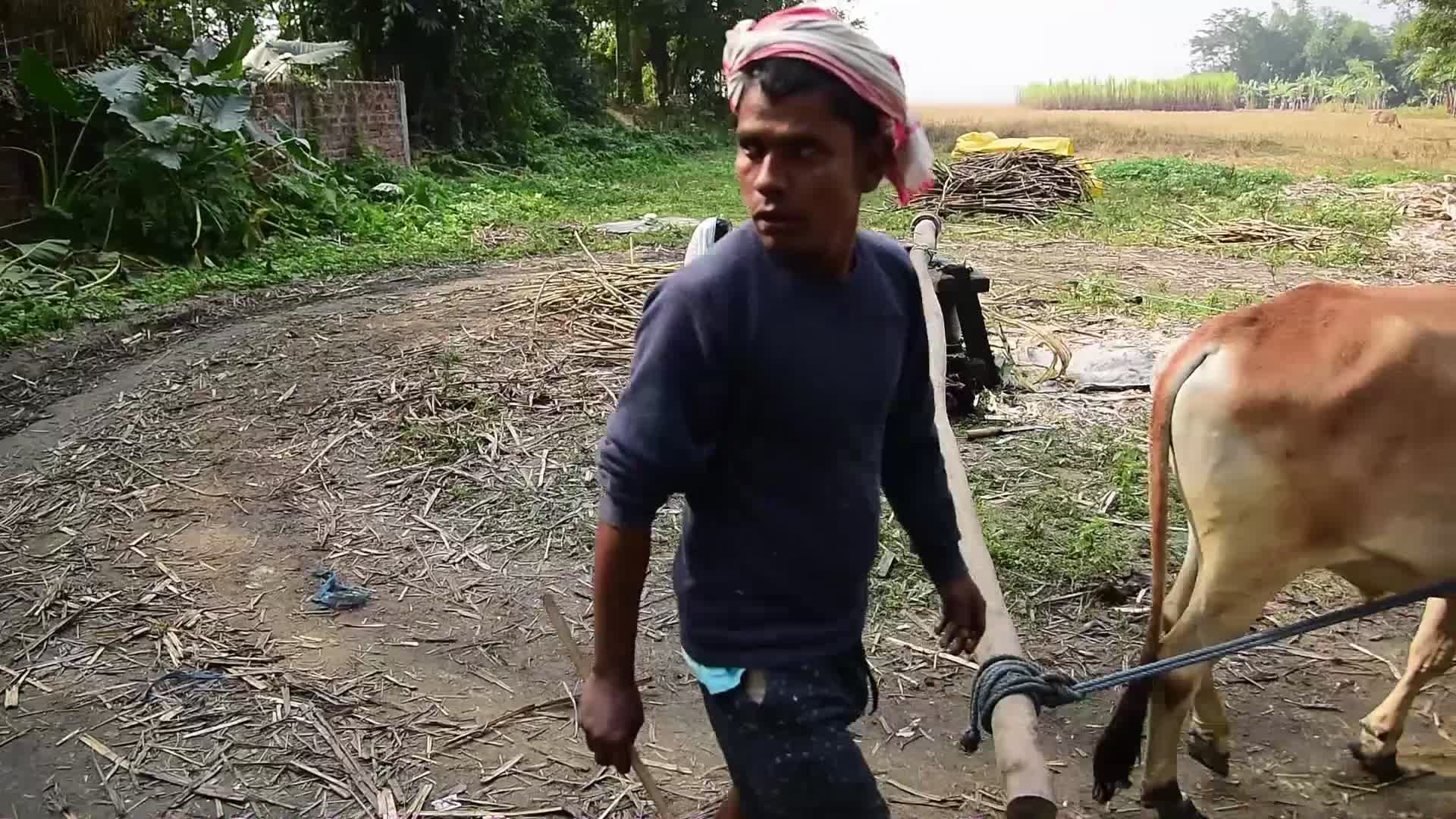 Process of making Jaggery from Sugarcane in India 