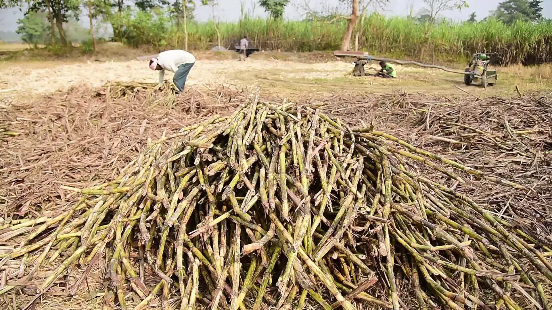 Process of making Jaggery from Sugarcane in India 