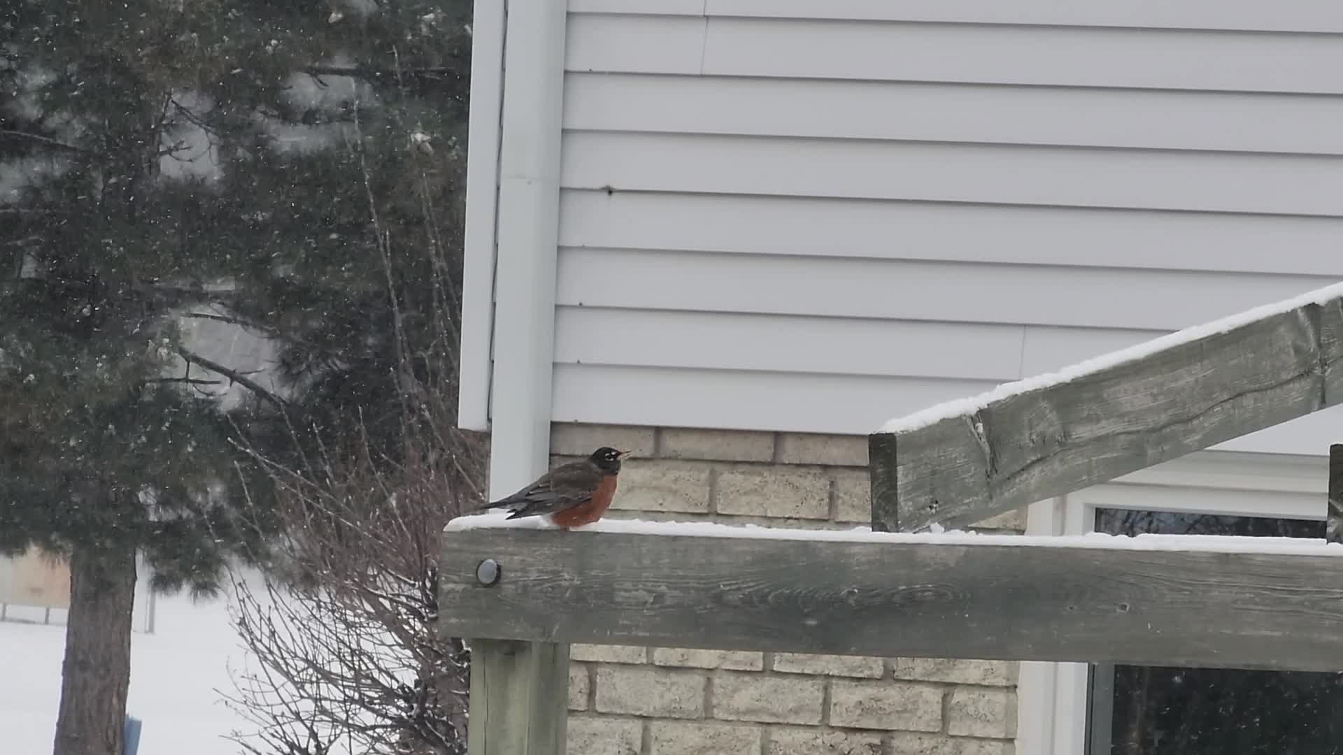 Frigid temperatures and snowy weather continue in Toronto