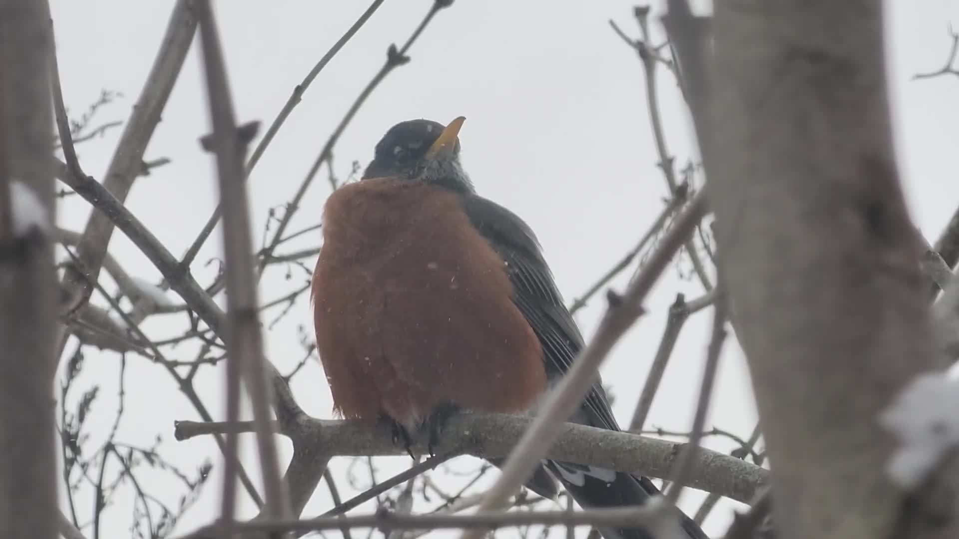 Frigid temperatures and snowy weather continue in Toronto