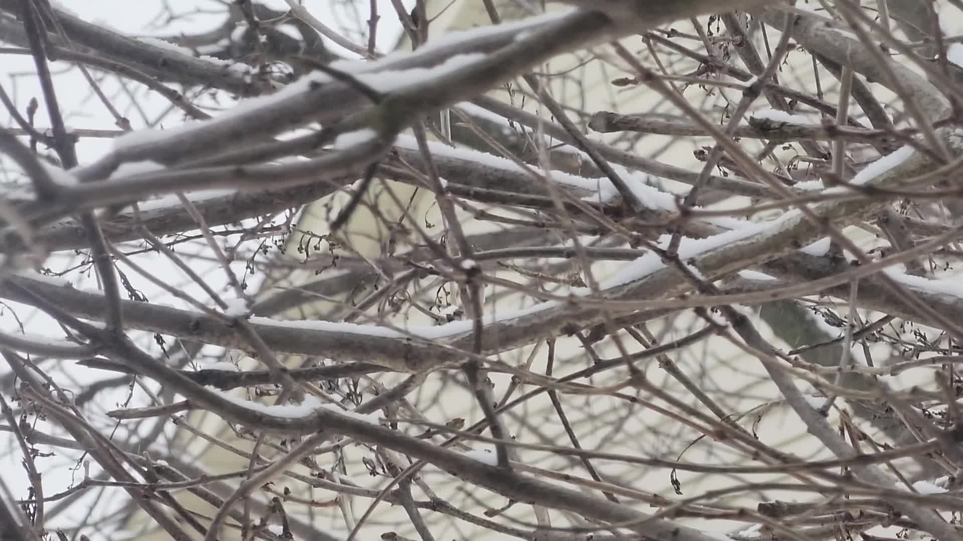 Frigid temperatures and snowy weather continue in Toronto