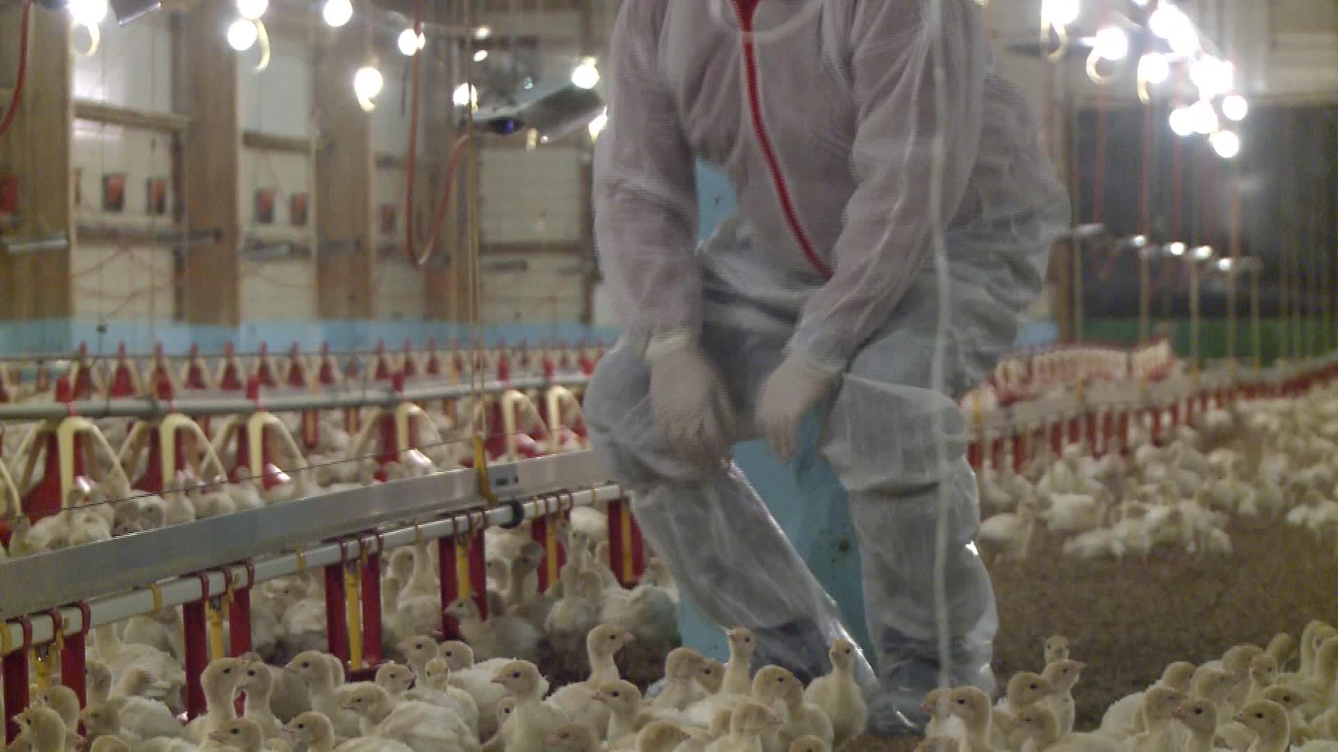 Turkeys farm in Poland